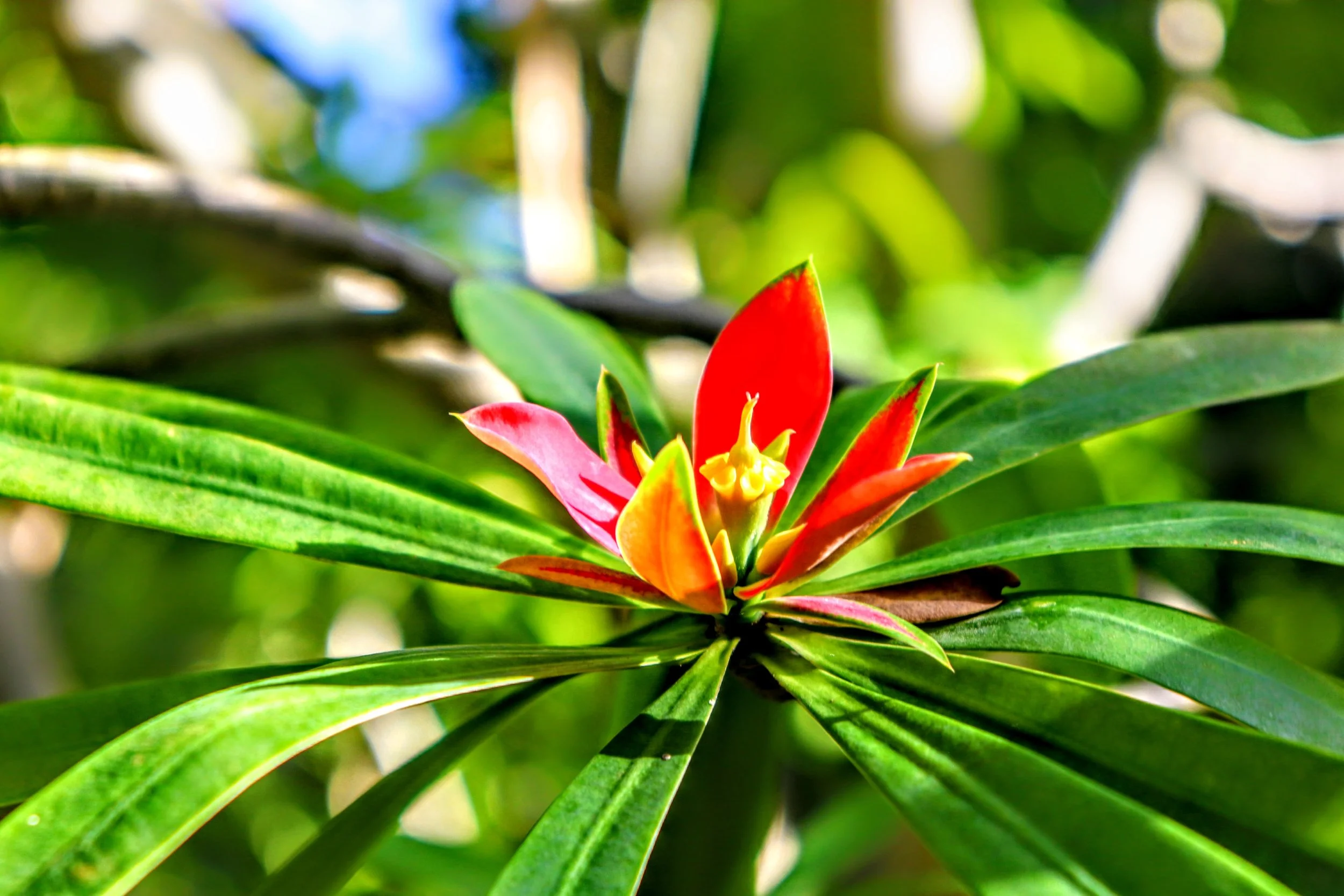 Tropical Botanic Garden by MychaelX.photos  87.JPG