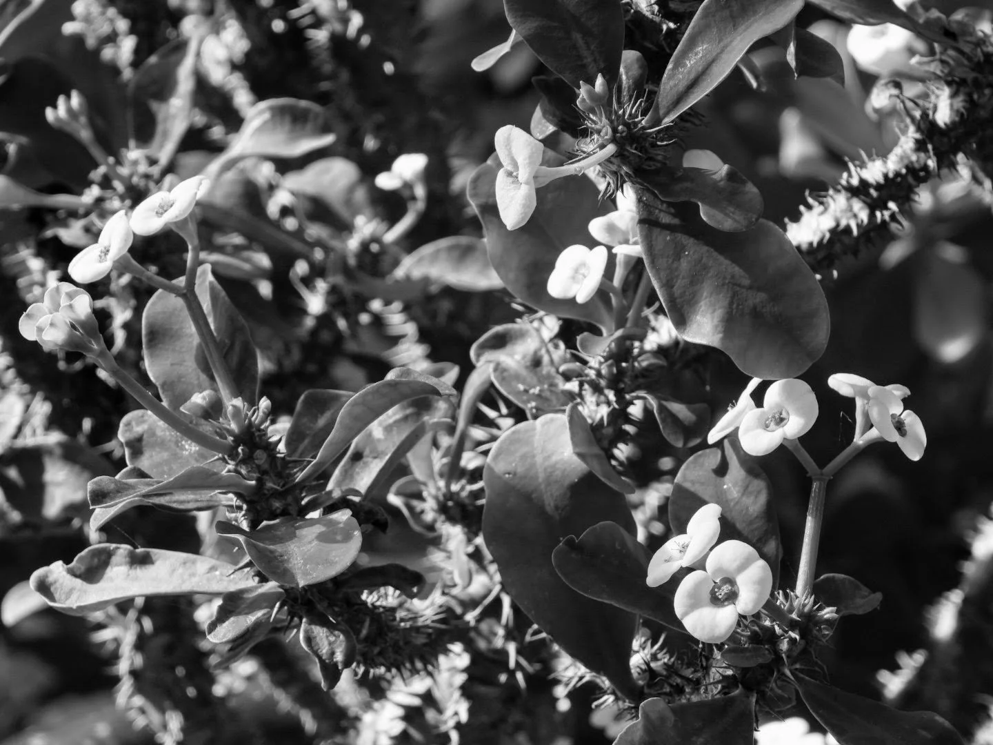 Botanical Garden in Black & White by MychaelX.photos 00068bw.JPG