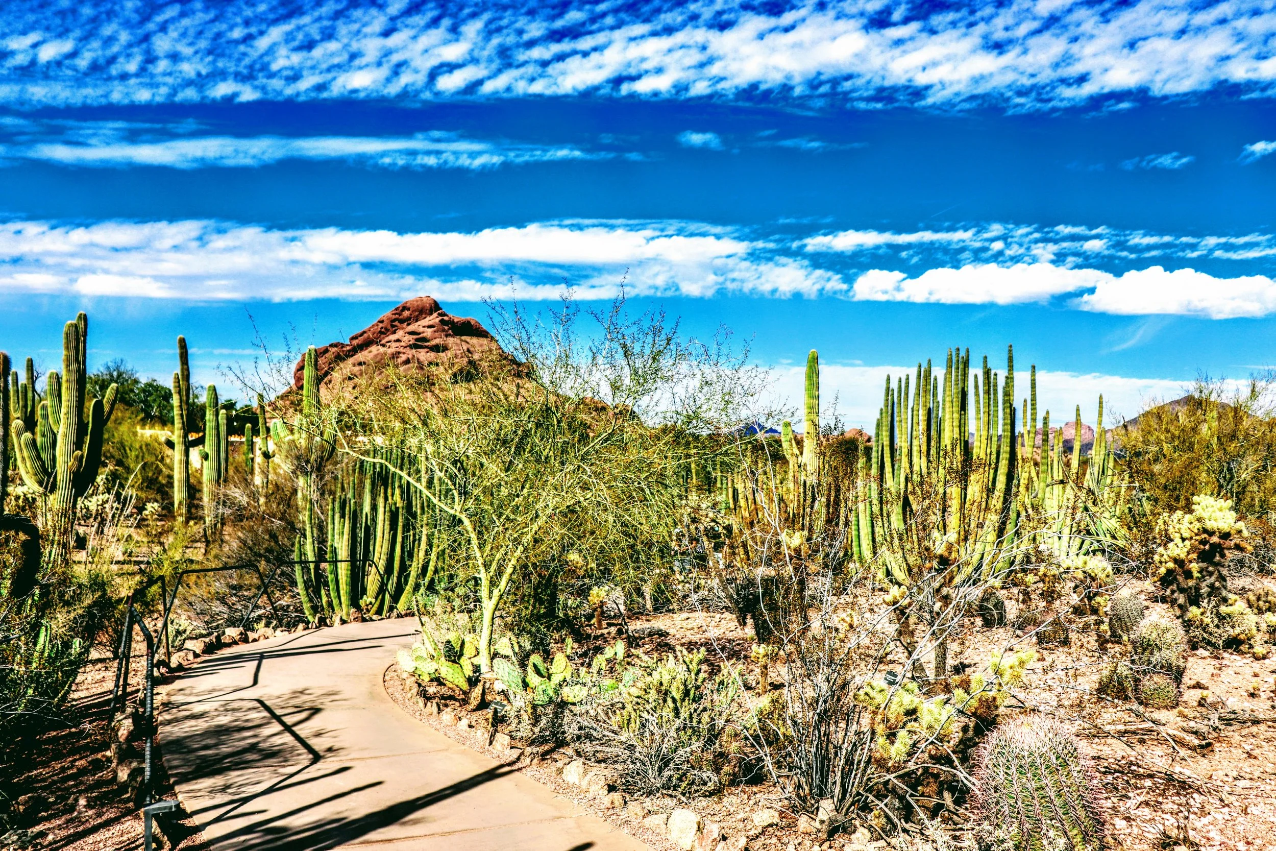 Desert Botanical Garden Phoenix Arizona by MychaelX.p6otos 0015126.JPG