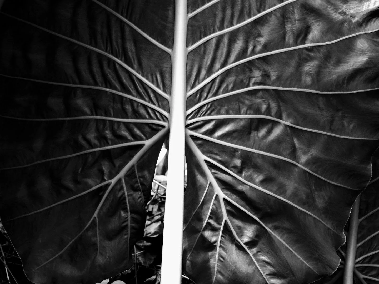 Botanical Garden in Black & White by MychaelX.photos 0003bw.JPG