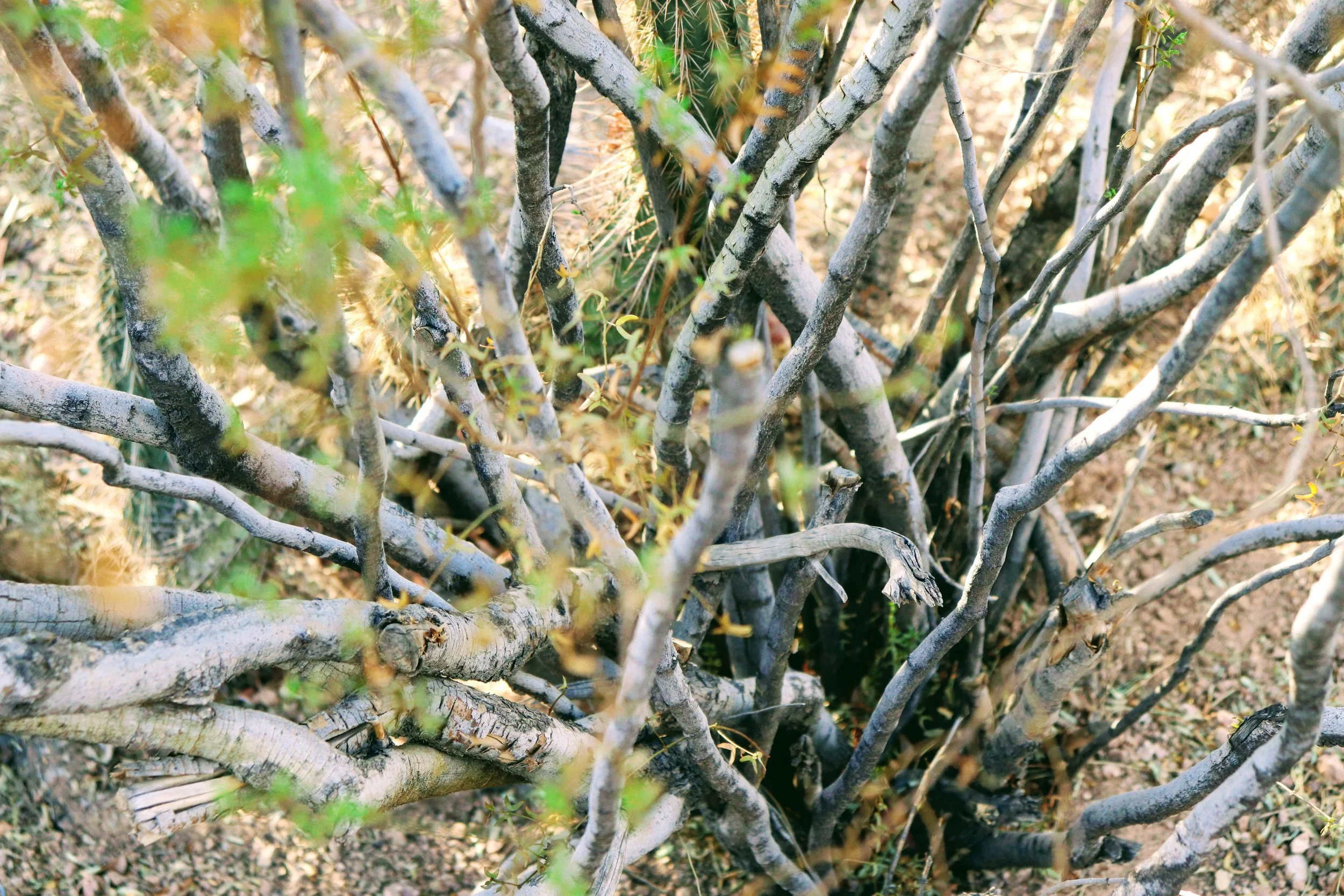 Desert Botanical Garden Phoenix Arizona by MychaelX.p6otos 021310.JPG