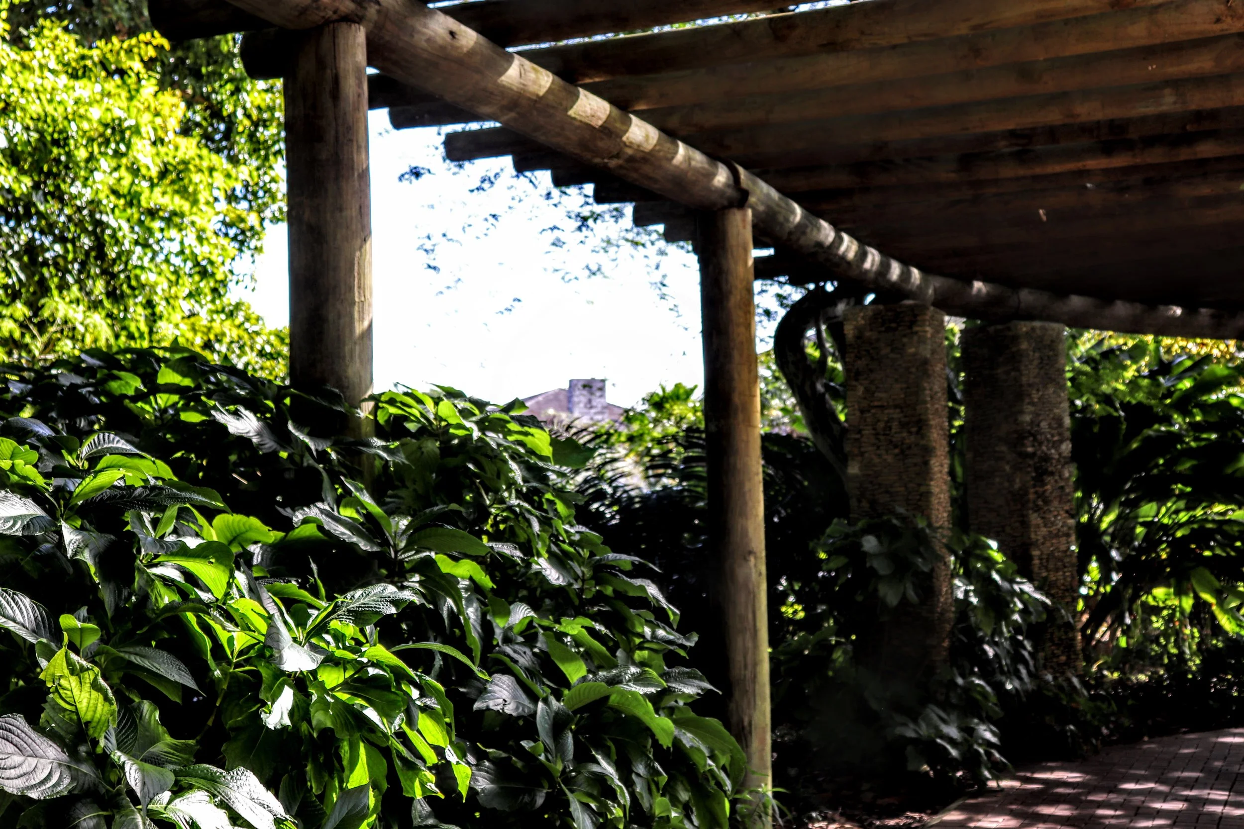 Tropical Botanic Garden by MychaelX.photos  207.JPG