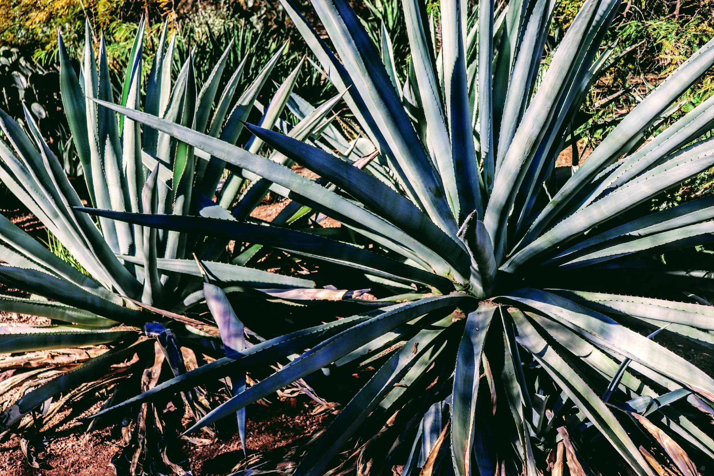 Desert Botanical Garden Phoenix Arizona by MychaelX.p6otos 001534.JPG
