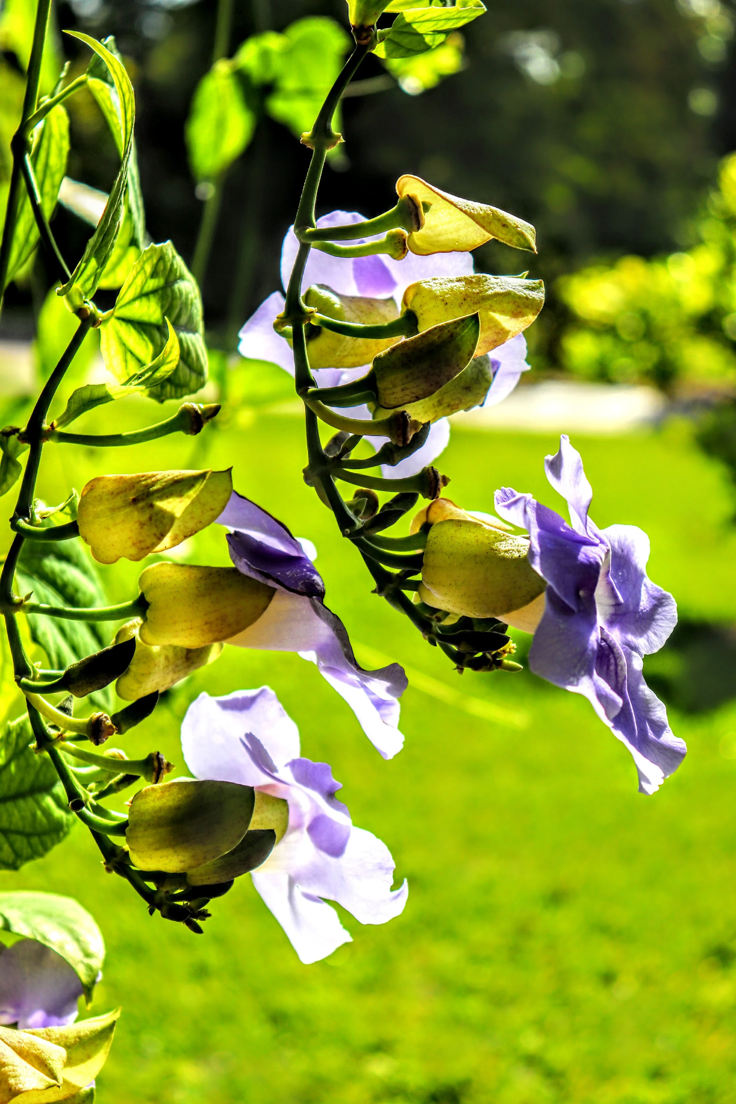 Tropical Botanic Garden by MychaelX.photos  107.JPG