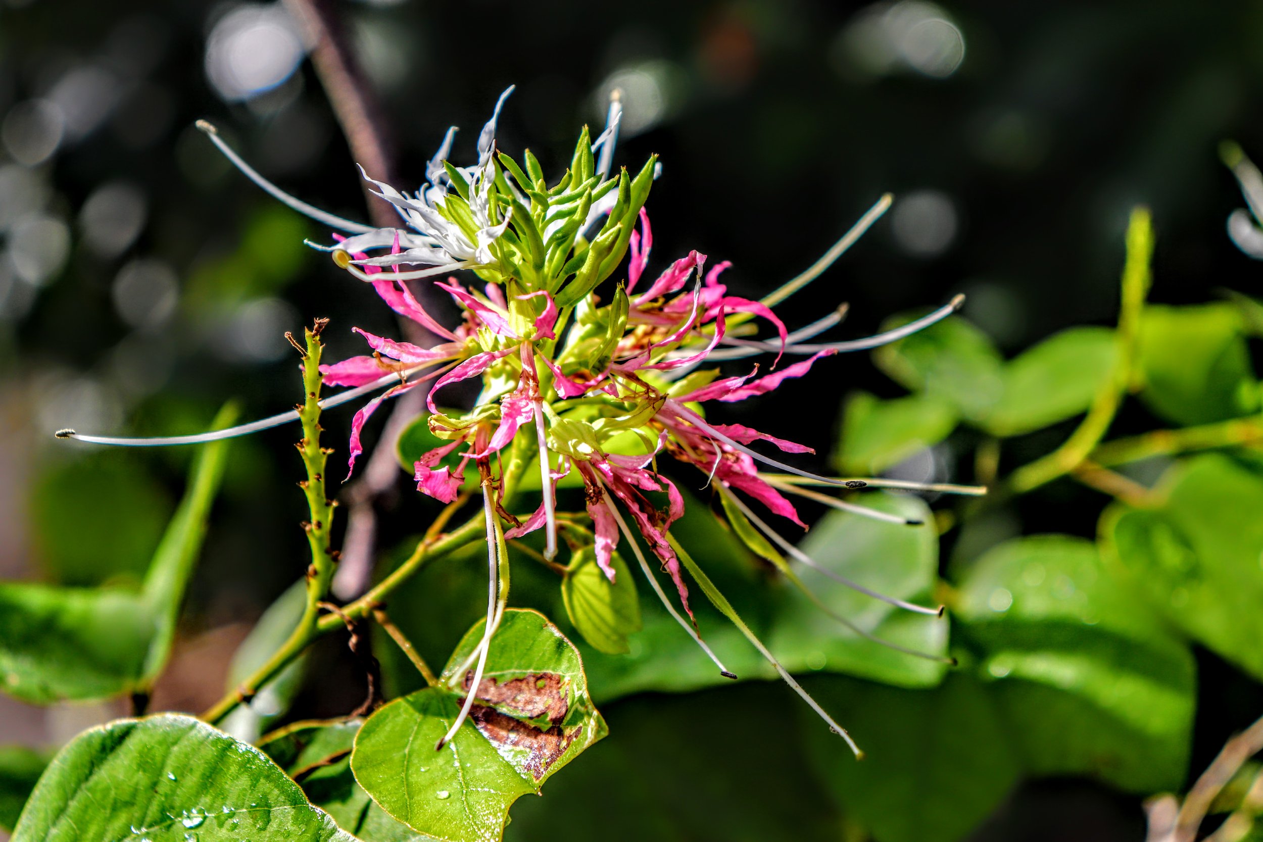 Tropical Botanic Garden by MychaelX.photos  133.JPG