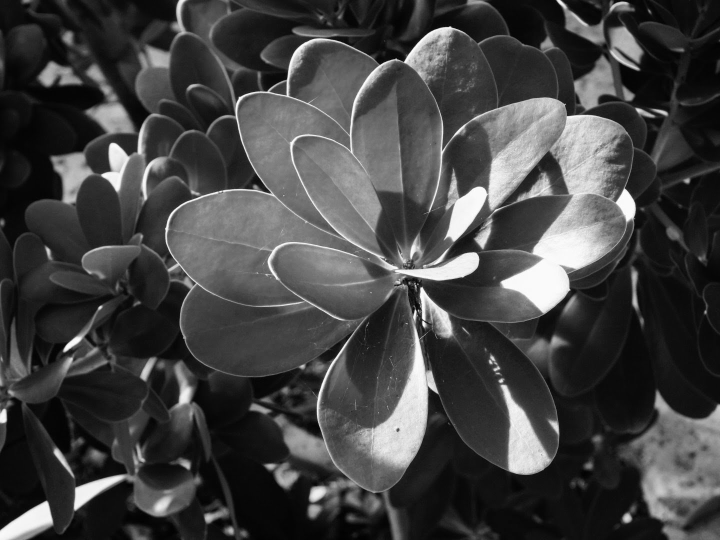 Botanical Garden in Black & White by MychaelX.photos 00065bw.JPG