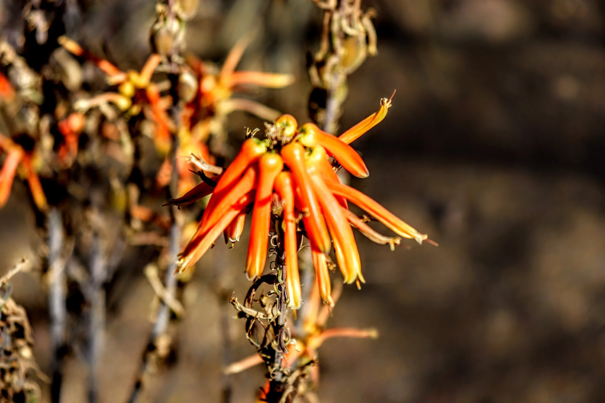 Desert Botanical Garden Phoenix Arizona by MychaelX.p6otos 0015394.JPG