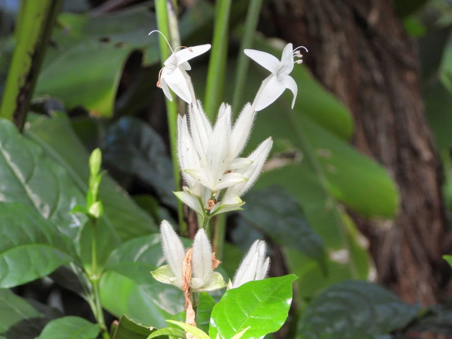 Tropical Botanic Garden by MychaelX.photos  60.JPG