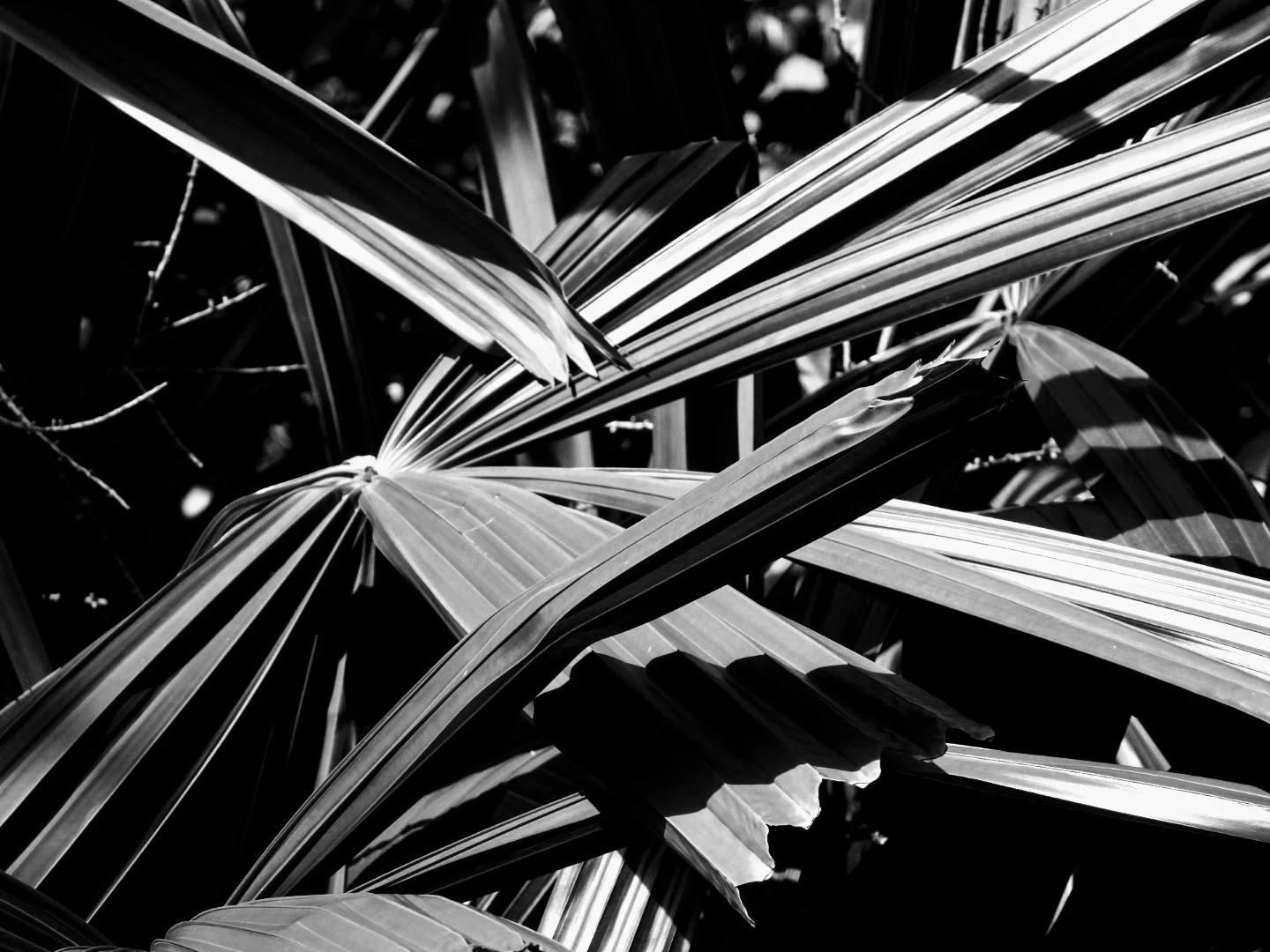 Botanical Garden in Black & White by MychaelX.photos 00102bw.JPG