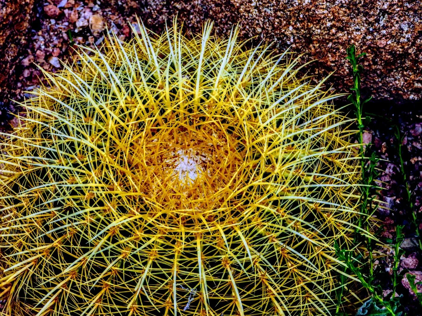 Desert Botanical Garden by MychaelX.photos  000007.JPG