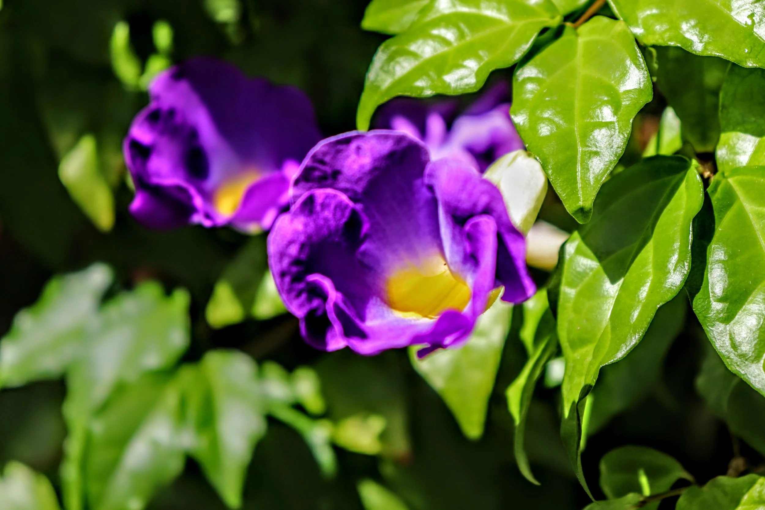 Tropical Botanic Garden by MychaelX.photos  97.JPG