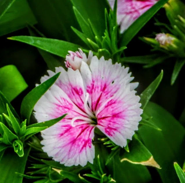 Tropical Botanic Garden by MychaelX.photos  155.JPG