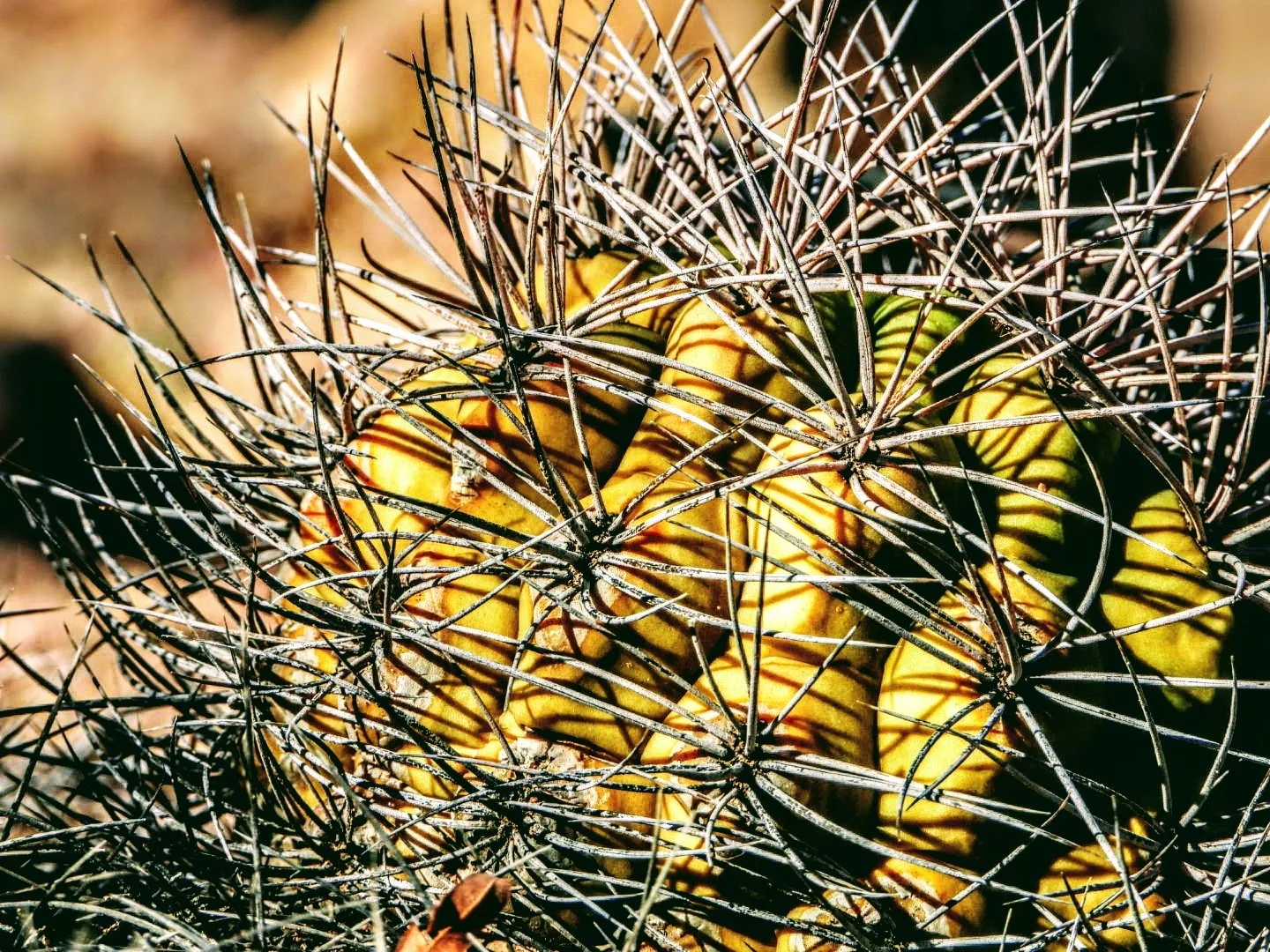 Desert Botanical Garden Phoenix Arizona by MychaelX.p6otos 0015110.JPG