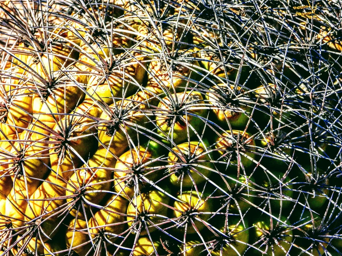 Desert Botanical Garden Phoenix Arizona by MychaelX.p6otos 0015190.JPG