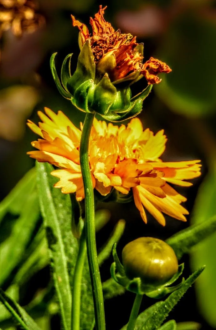 Tropical Botanic Garden by MychaelX.photos  158.JPG