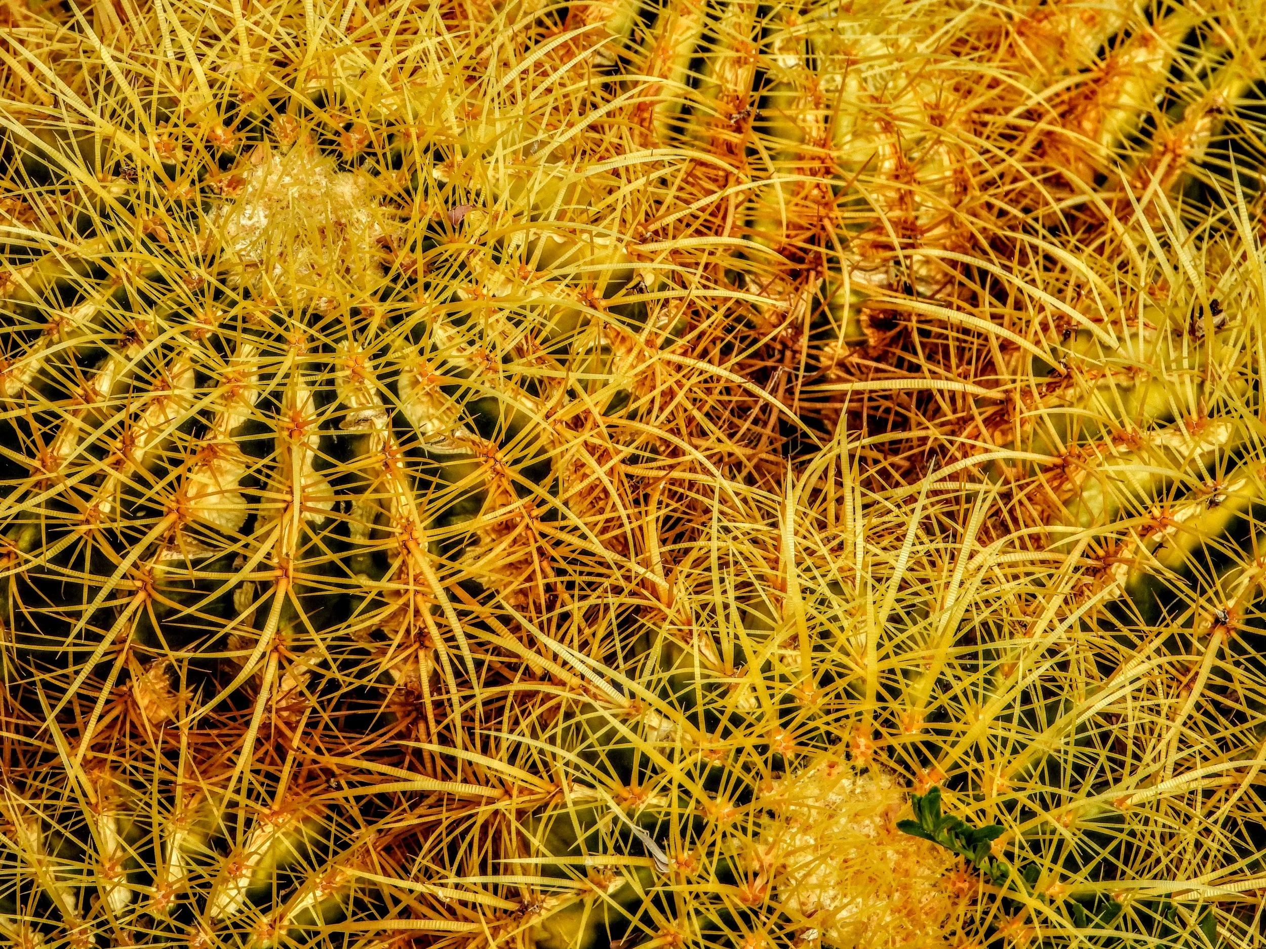 Desert Botanical Garden by MychaelX.photos  0000022.JPG