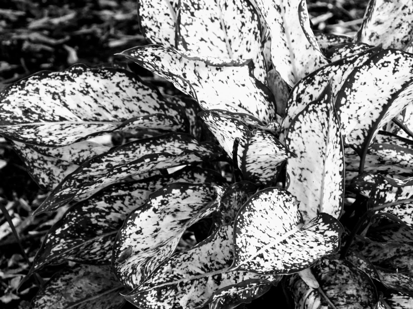 Botanical Garden in Black & White by MychaelX.photos 0075bw.JPG
