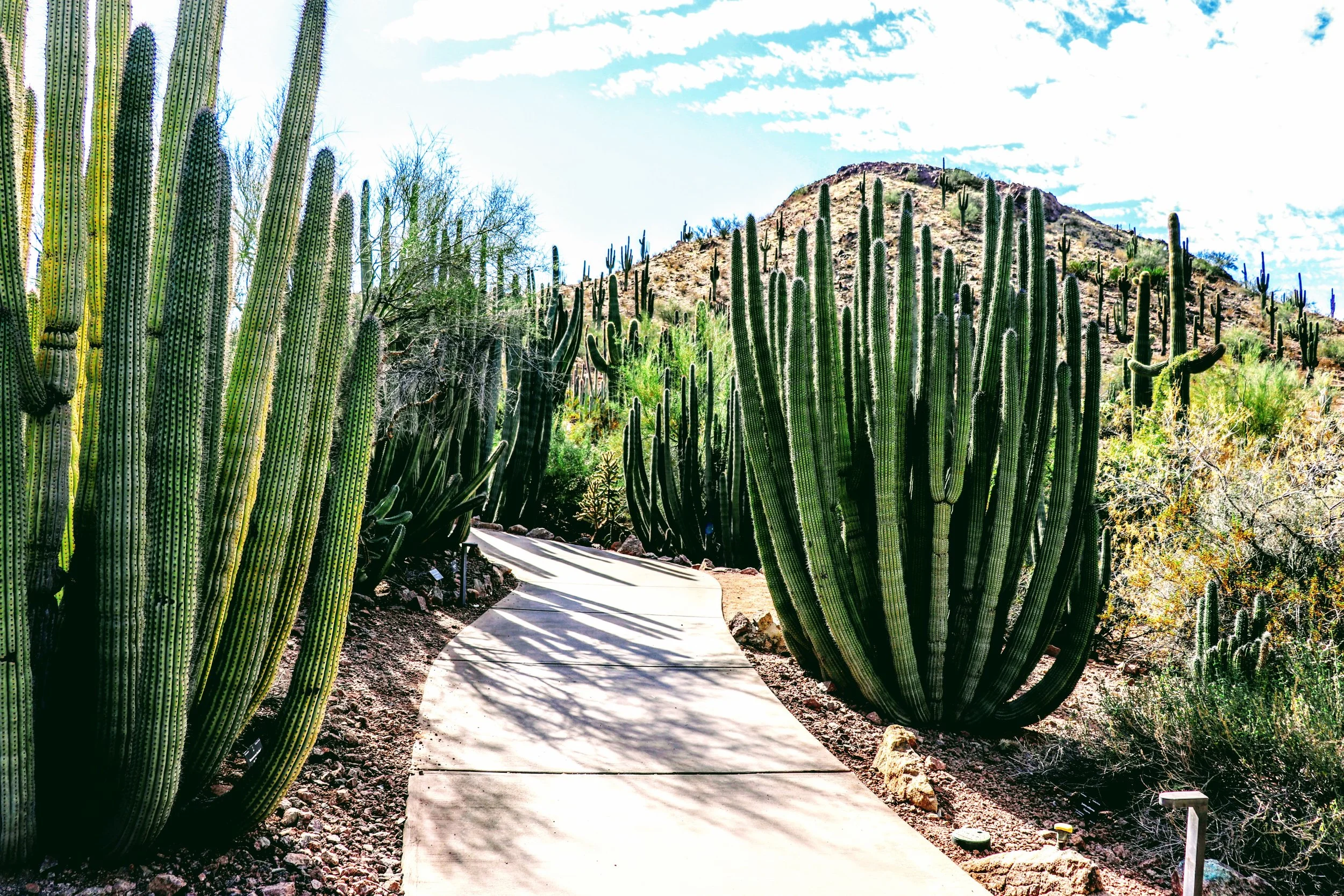 Desert Botanical Garden Phoenix Arizona by MychaelX.p6otos 0015266.JPG