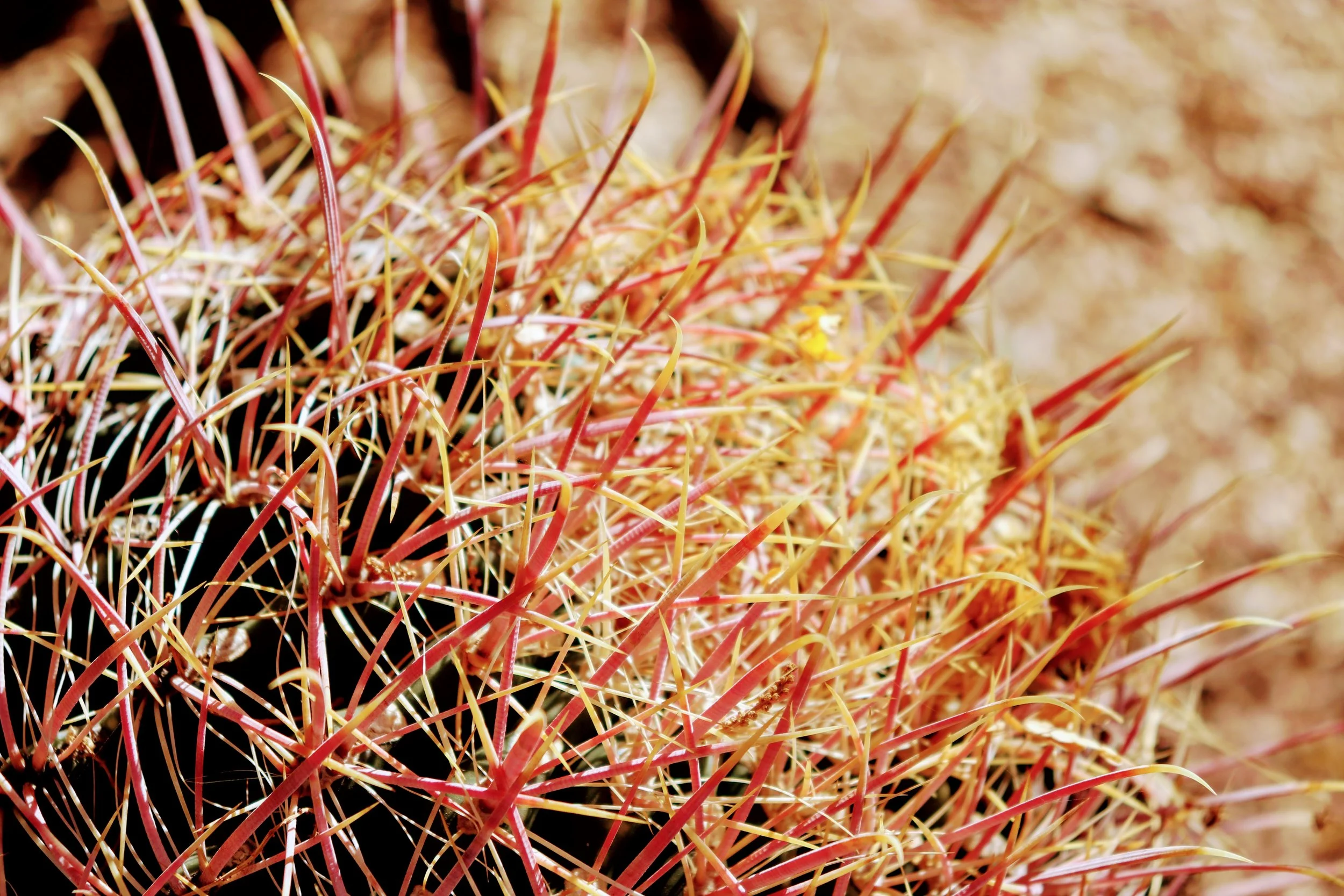 Desert Botanical Garden Phoenix Arizona by MychaelX.p6otos 021884.JPG