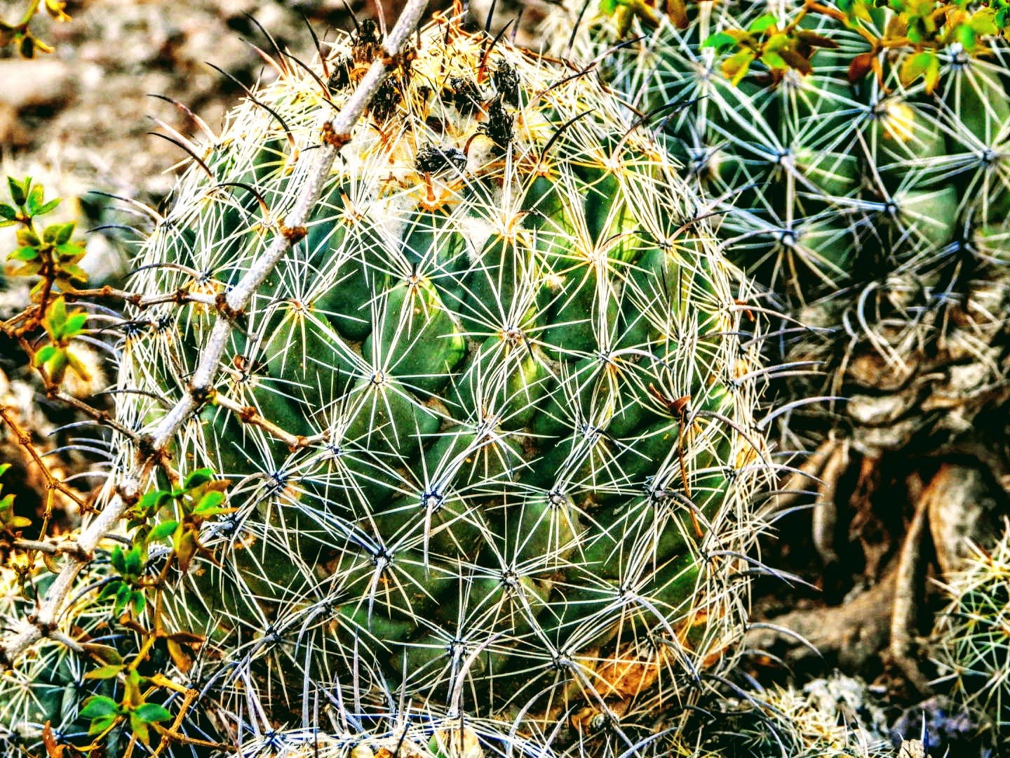 Desert Botanical Garden Phoenix Arizona by MychaelX.p6otos 0015240.JPG
