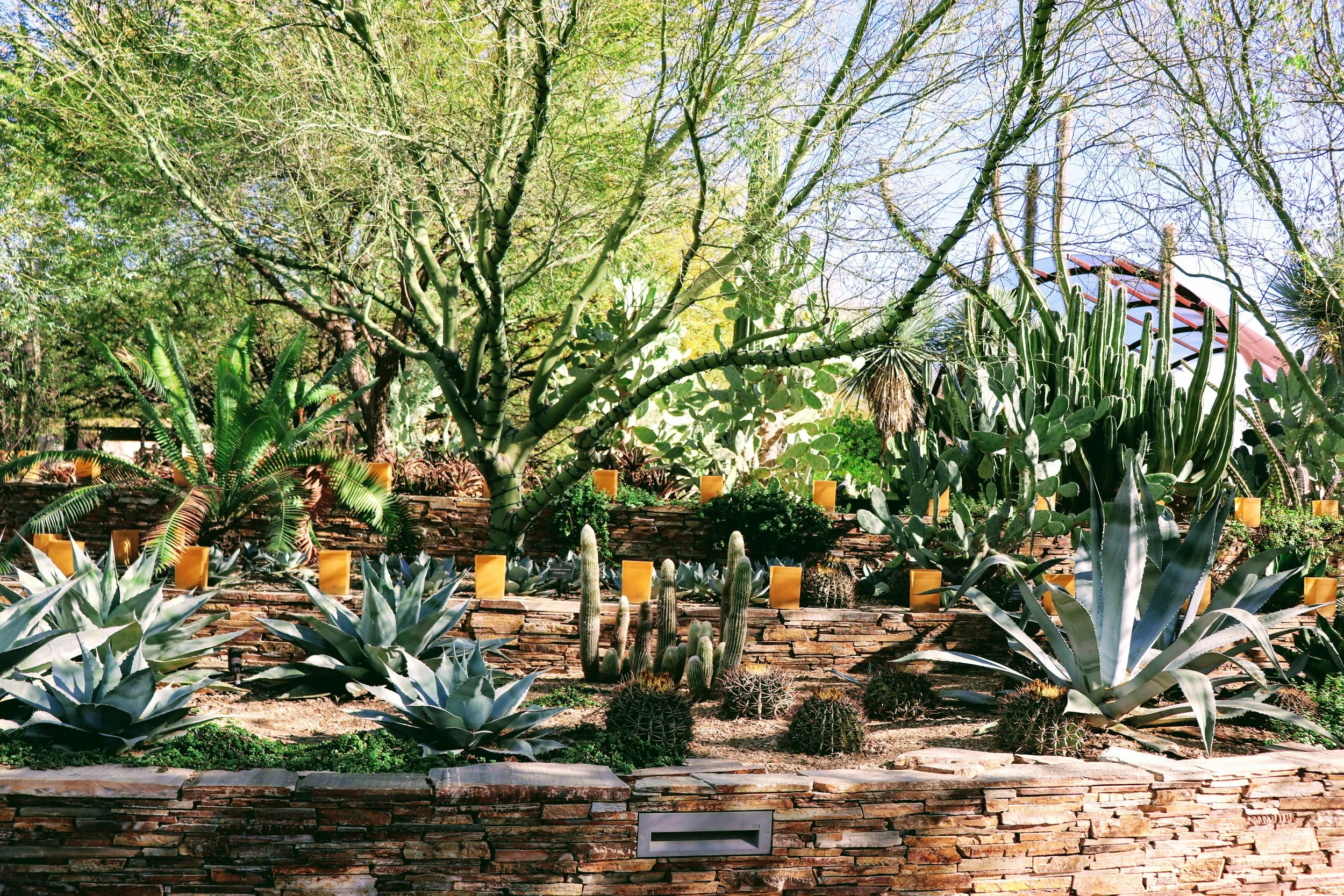 Desert Botanical Garden Phoenix Arizona by MychaelX.p6otos 001622.JPG