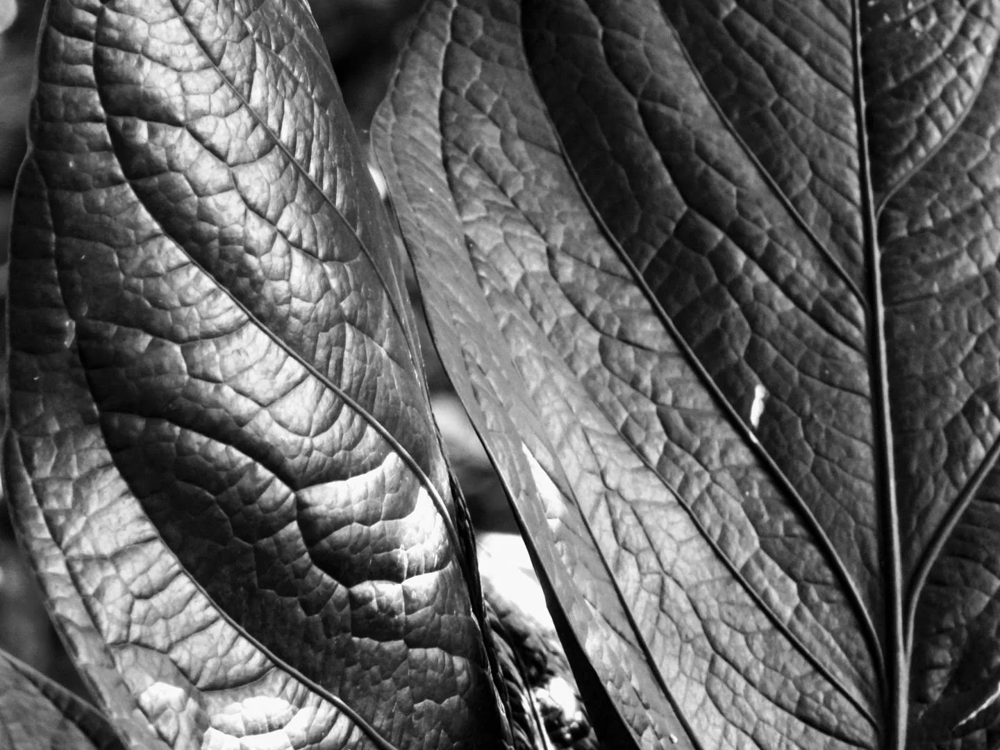 Botanical Garden in Black & White by MychaelX.photos 0074bw.JPG