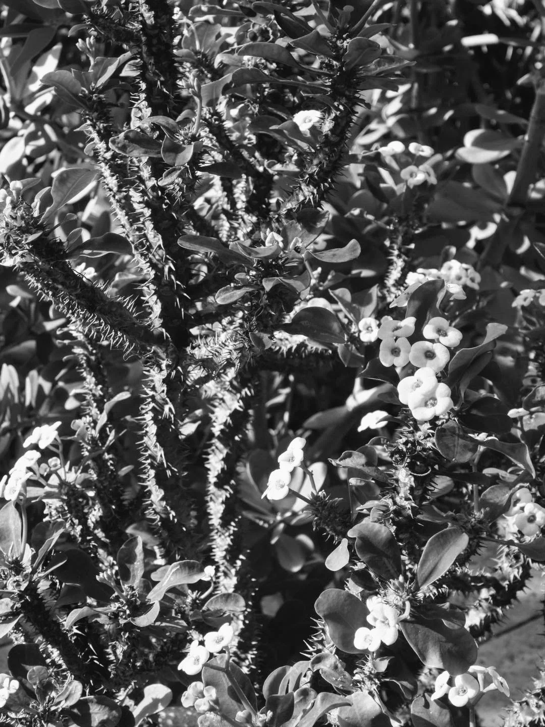 Botanical Garden in Black & White by MychaelX.photos 00067bw.JPG