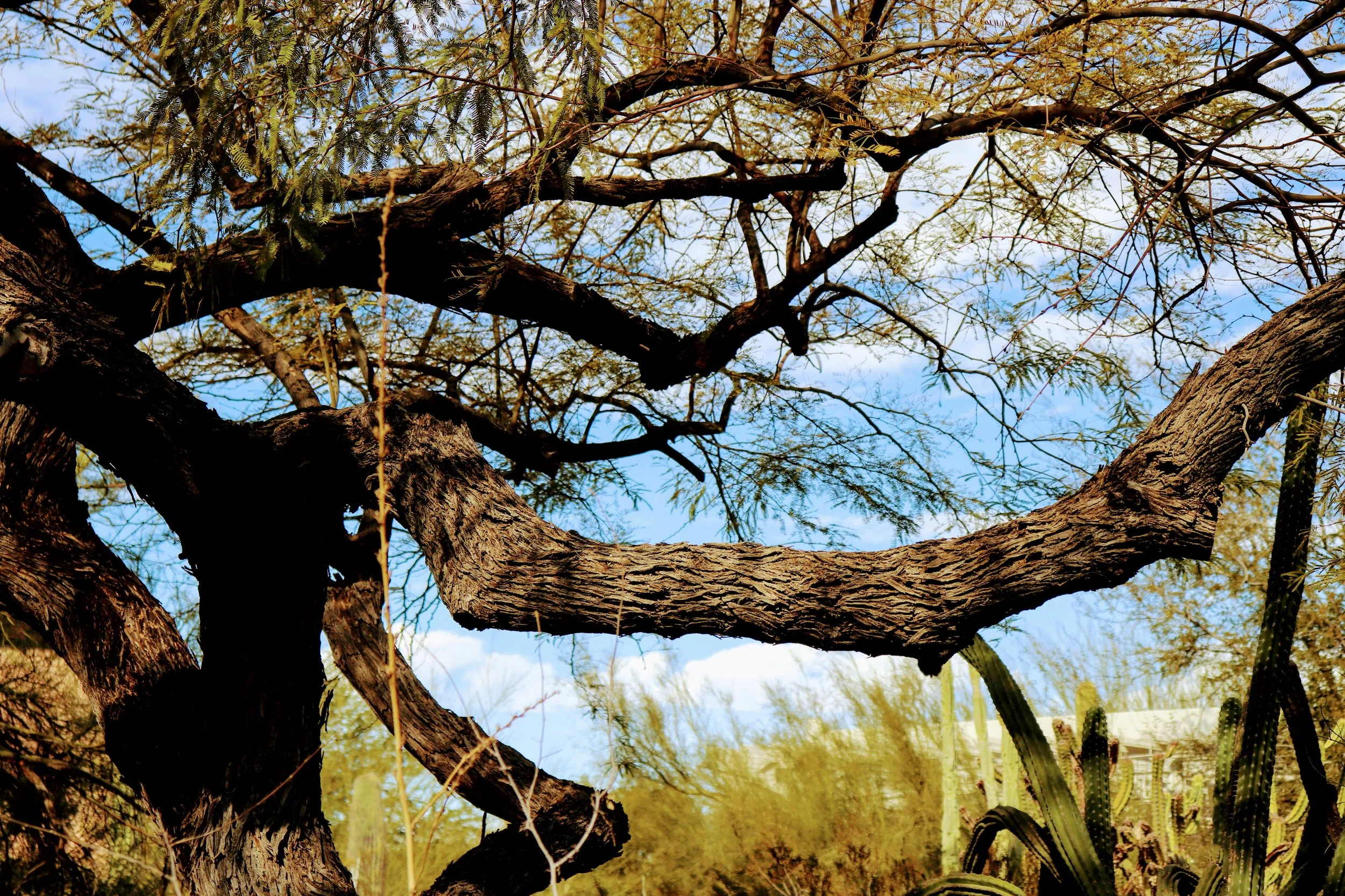 Desert Botanical Garden Phoenix Arizona by MychaelX.p6otos 0015396.JPG