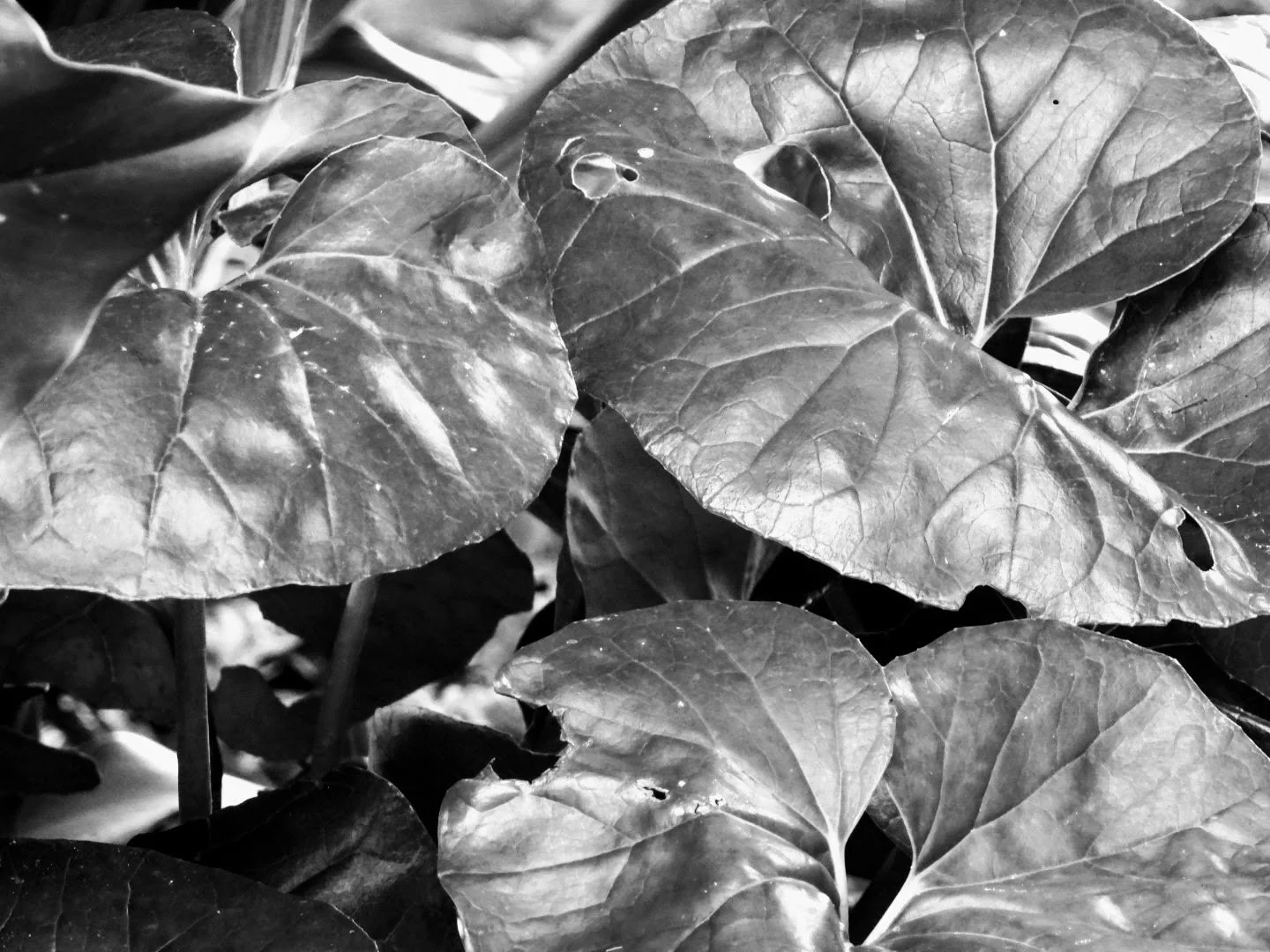 Botanical Garden in Black & White by MychaelX.photos 00023bw.JPG