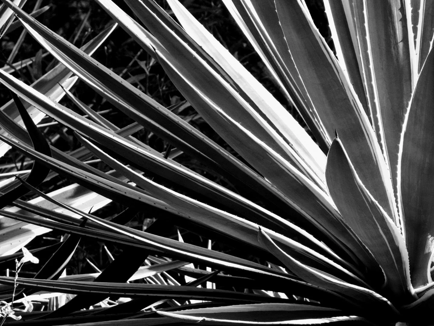 Botanical Garden in Black & White by MychaelX.photos 00042bw.JPG