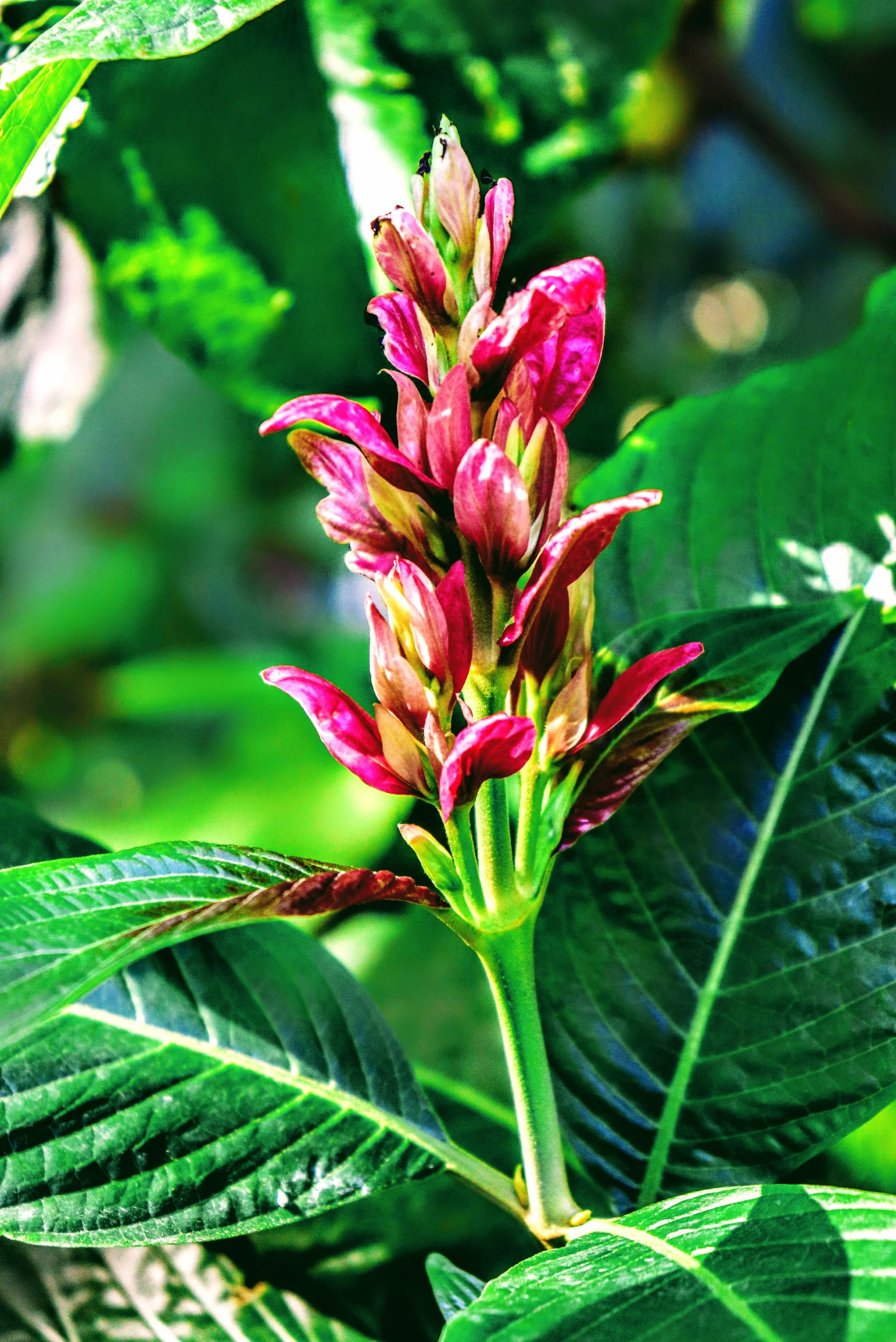 Tropical Botanic Garden by MychaelX.photos  91.JPG