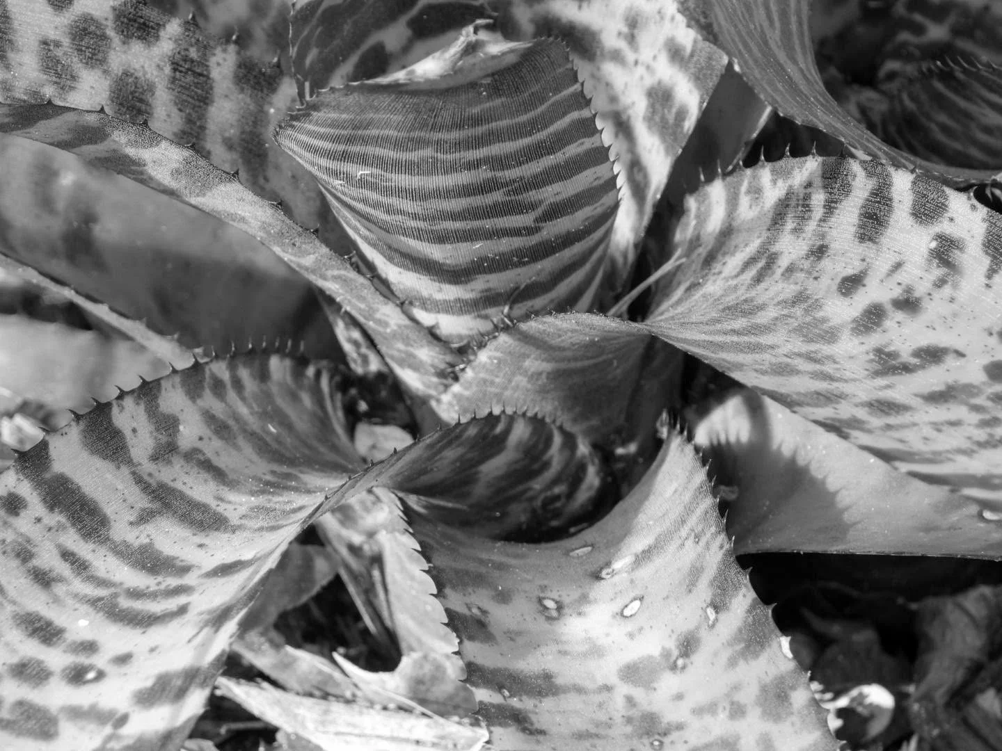 Botanical Garden in Black & White by MychaelX.photos 0088bw.JPG