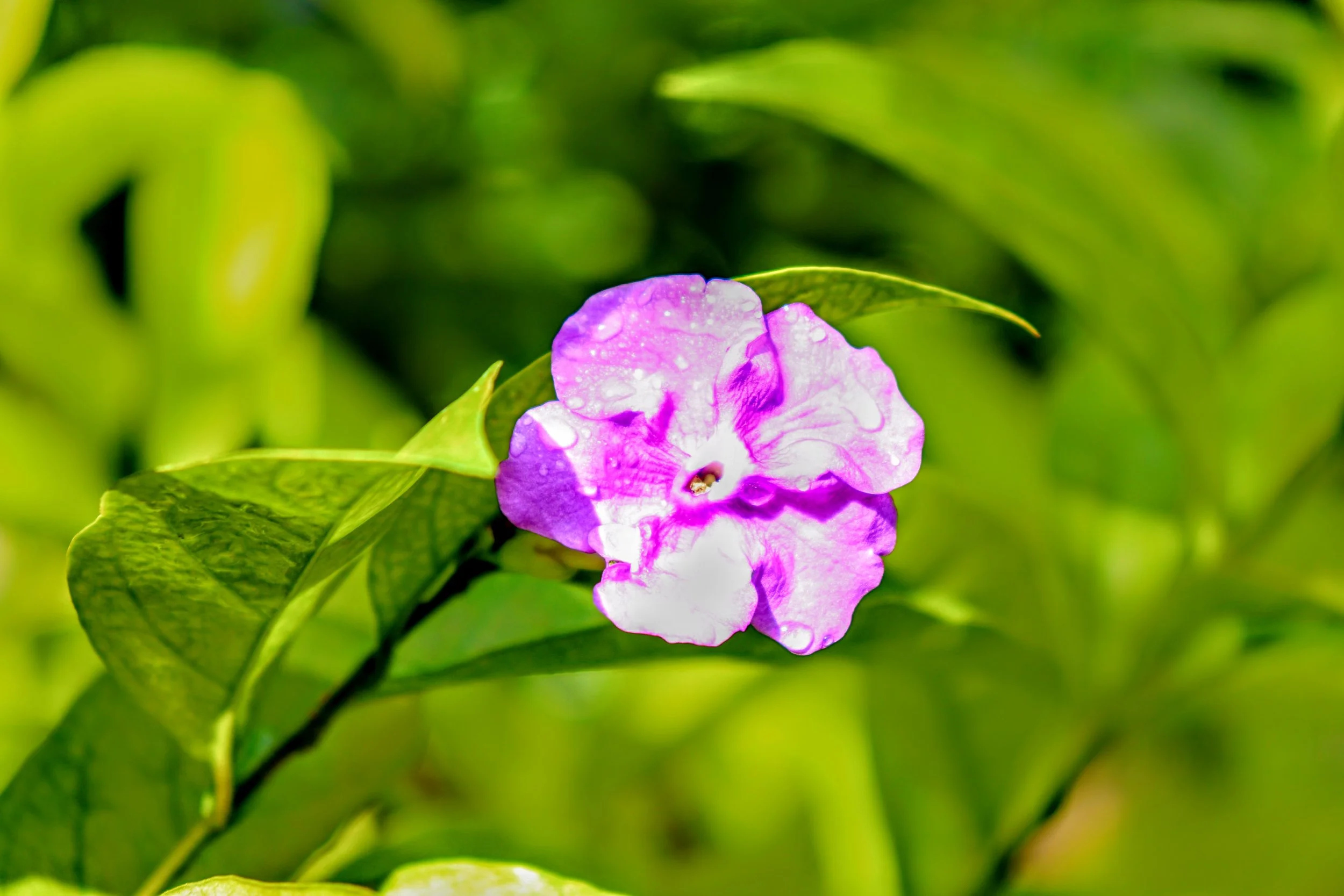 Tropical Botanic Garden by MychaelX.photos  166.JPG