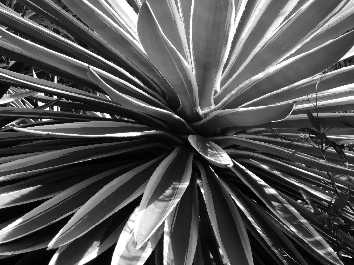 Botanical Garden in Black & White by MychaelX.photos 00035bw.JPG