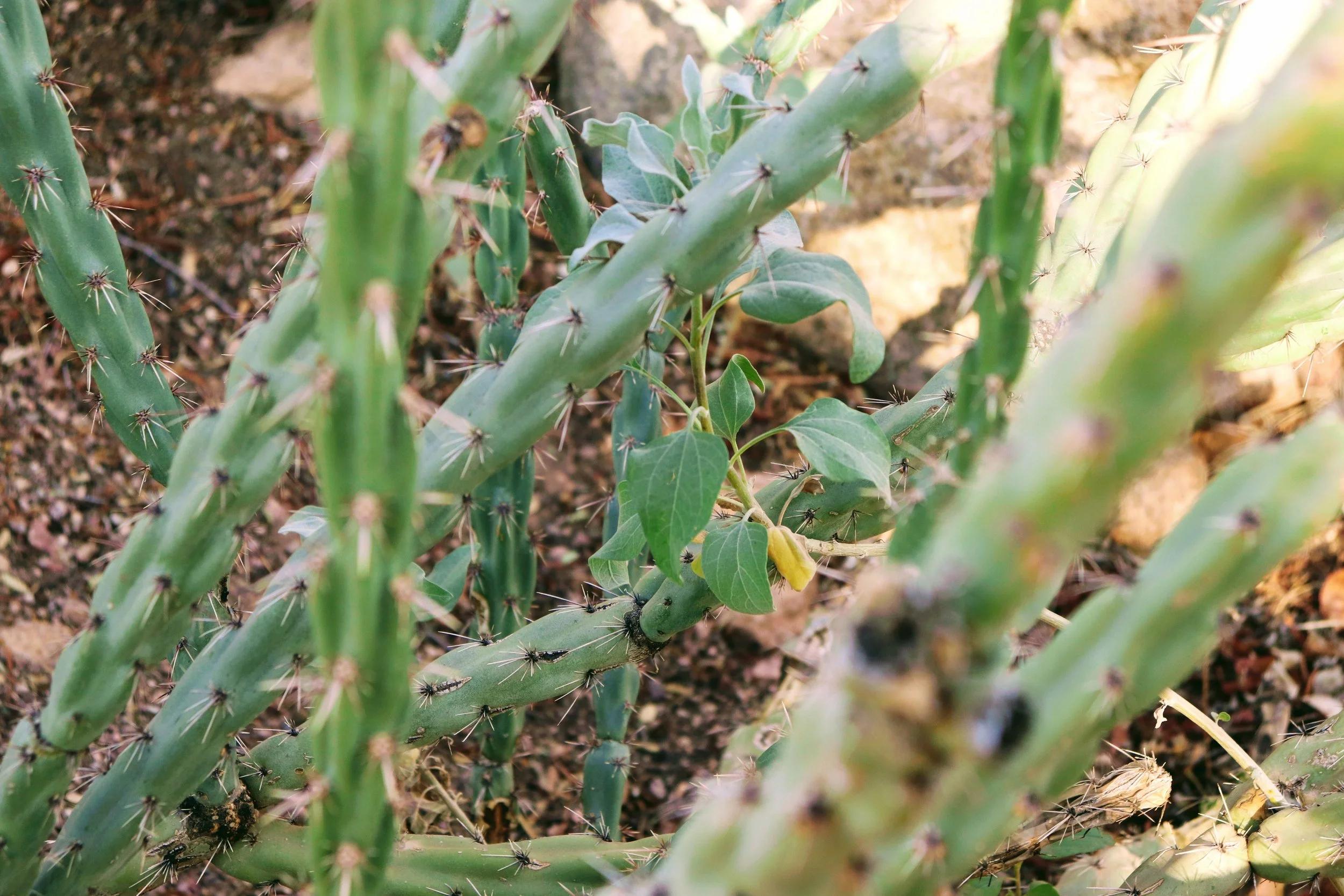 Desert Botanical Garden Phoenix Arizona by MychaelX.p6otos 021300.JPG
