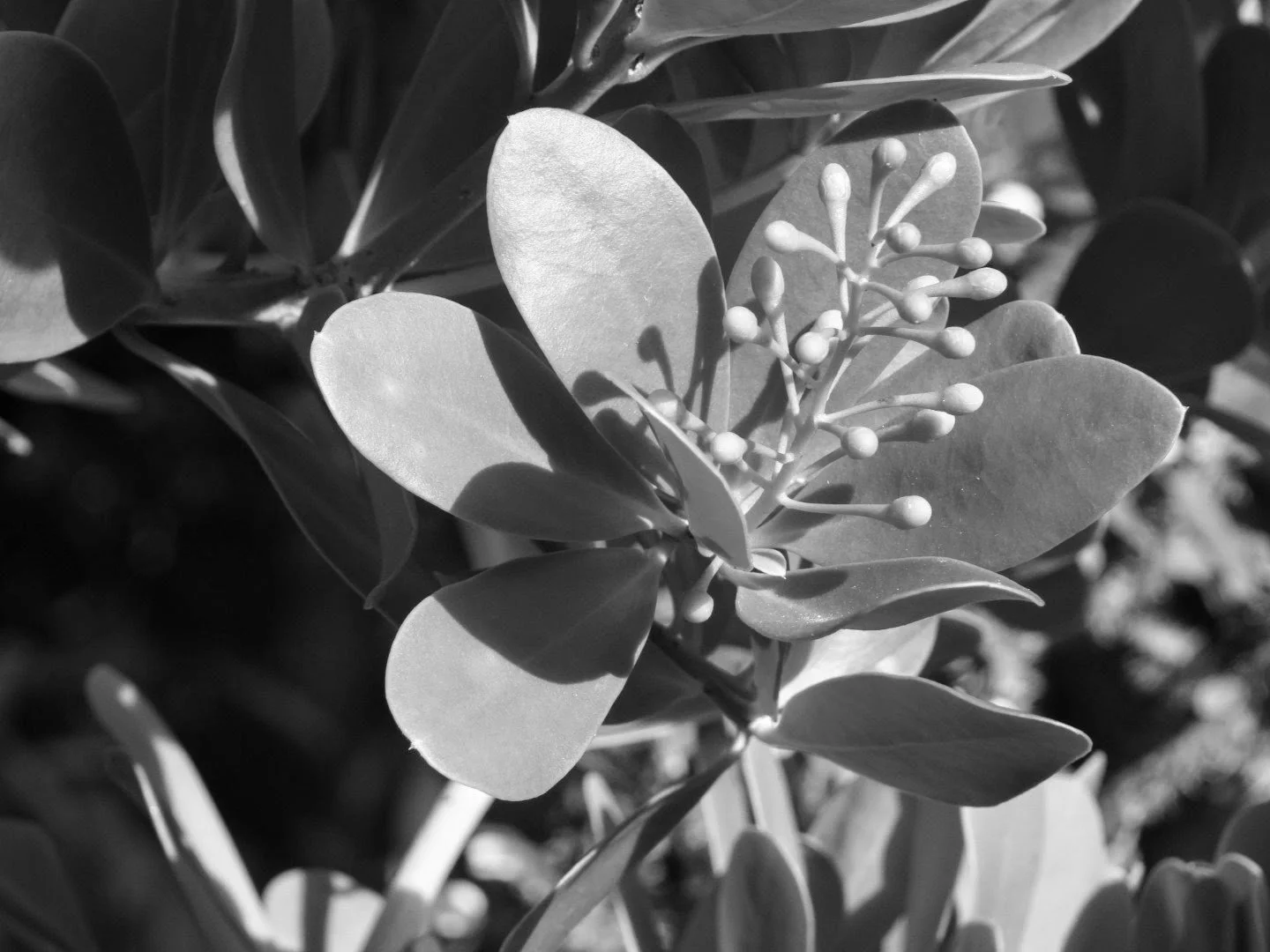 Botanical Garden in Black & White by MychaelX.photos 00063bw.JPG