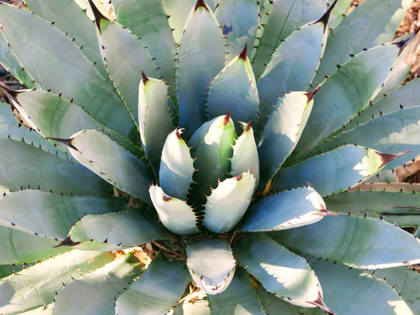 Desert Botanical Garden Phoenix Arizona by MychaelX.p6otos 0015022.JPG