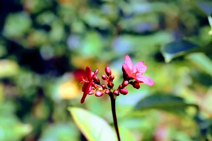 Tropical Botanic Garden by MychaelX.photos  48.JPG