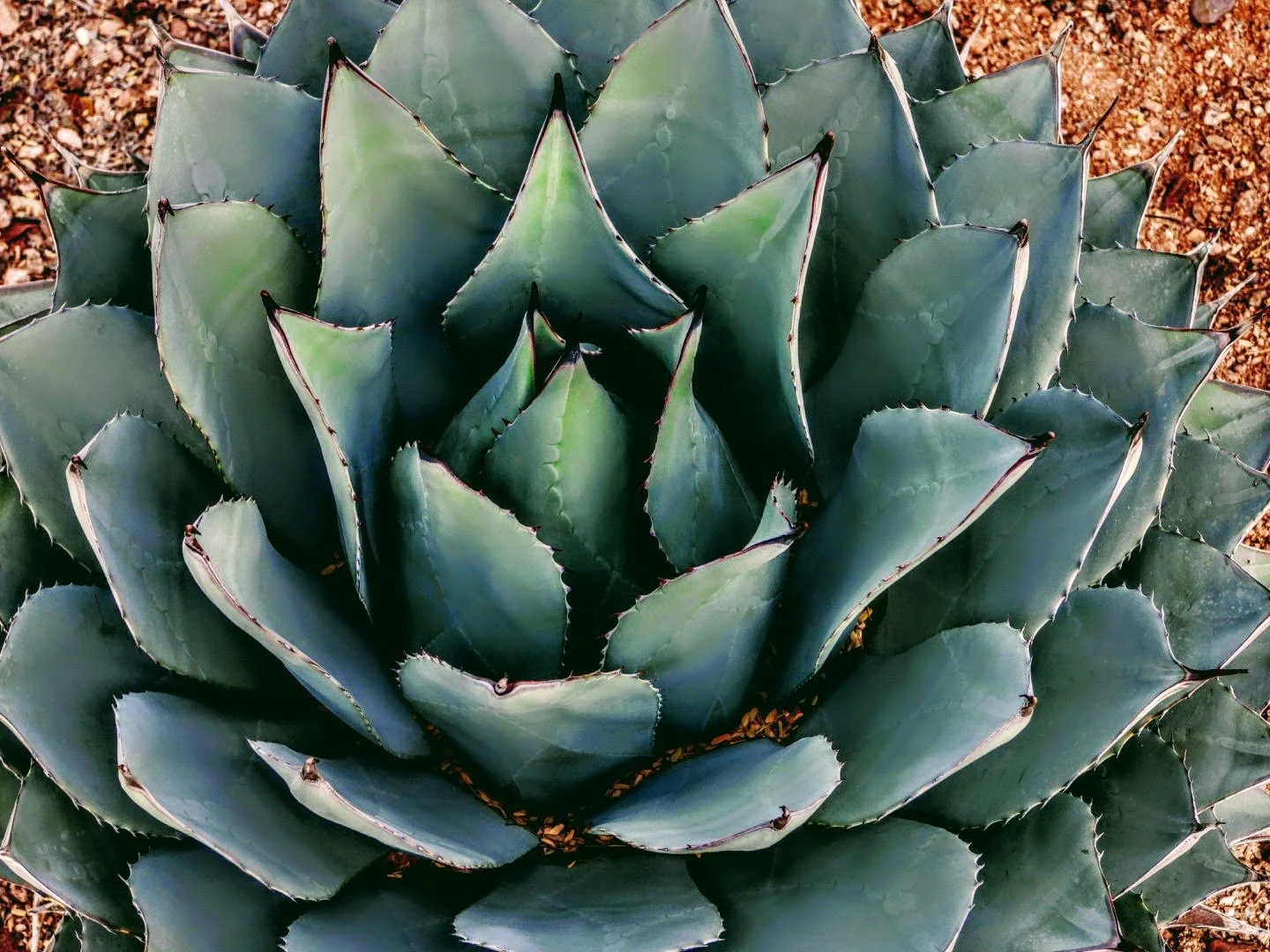 Desert Botanical Garden by MychaelX.photos  0000029.JPG