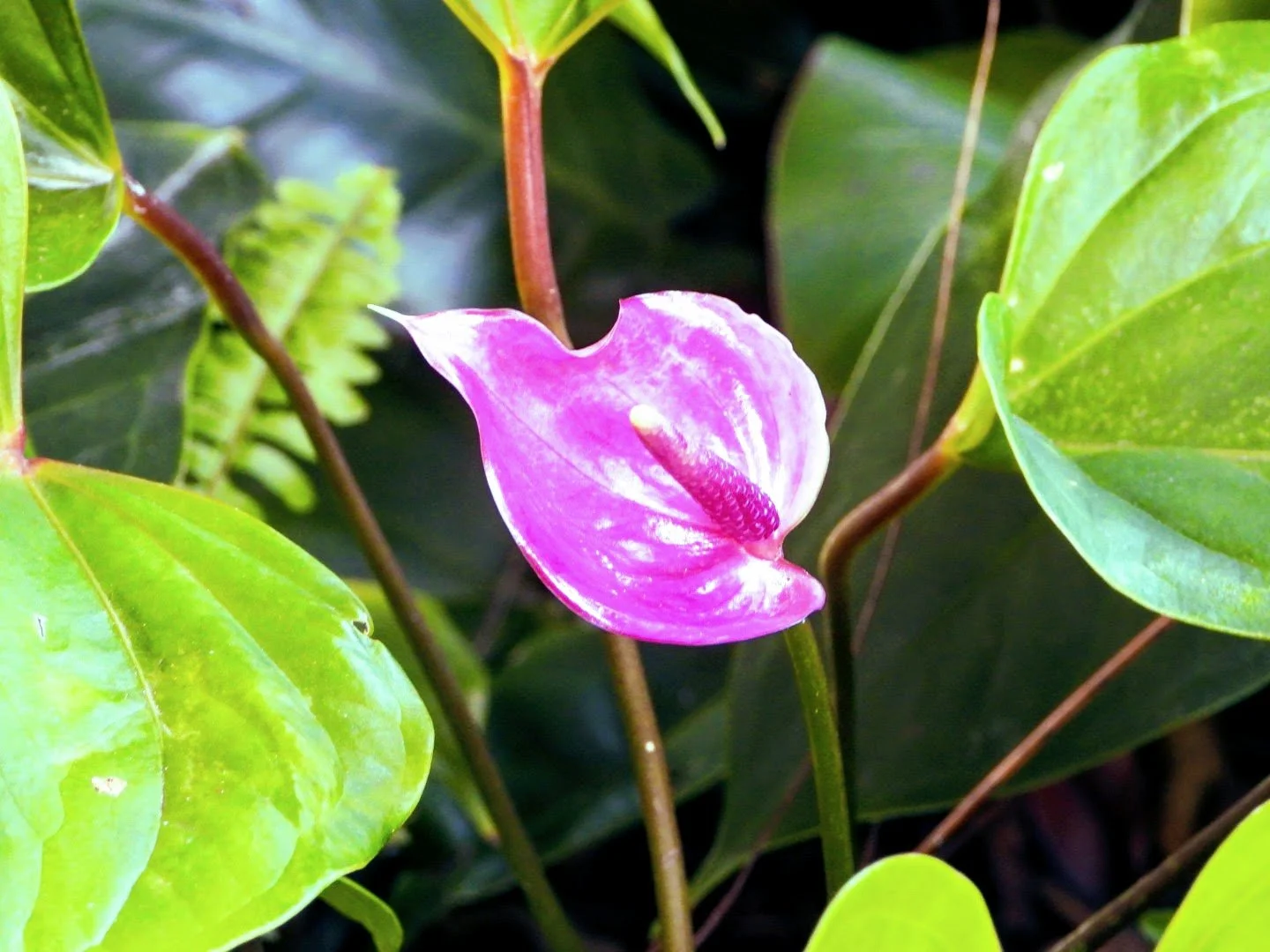 Tropical Botanic Garden by MychaelX.photos  55.JPG