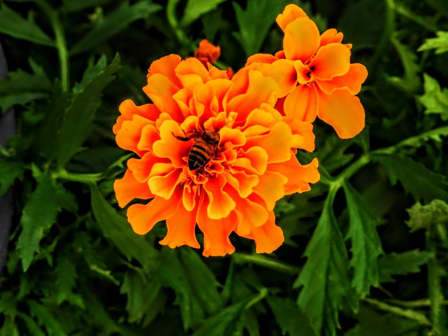 Tropical Botanic Garden by MychaelX.photos  151.JPG