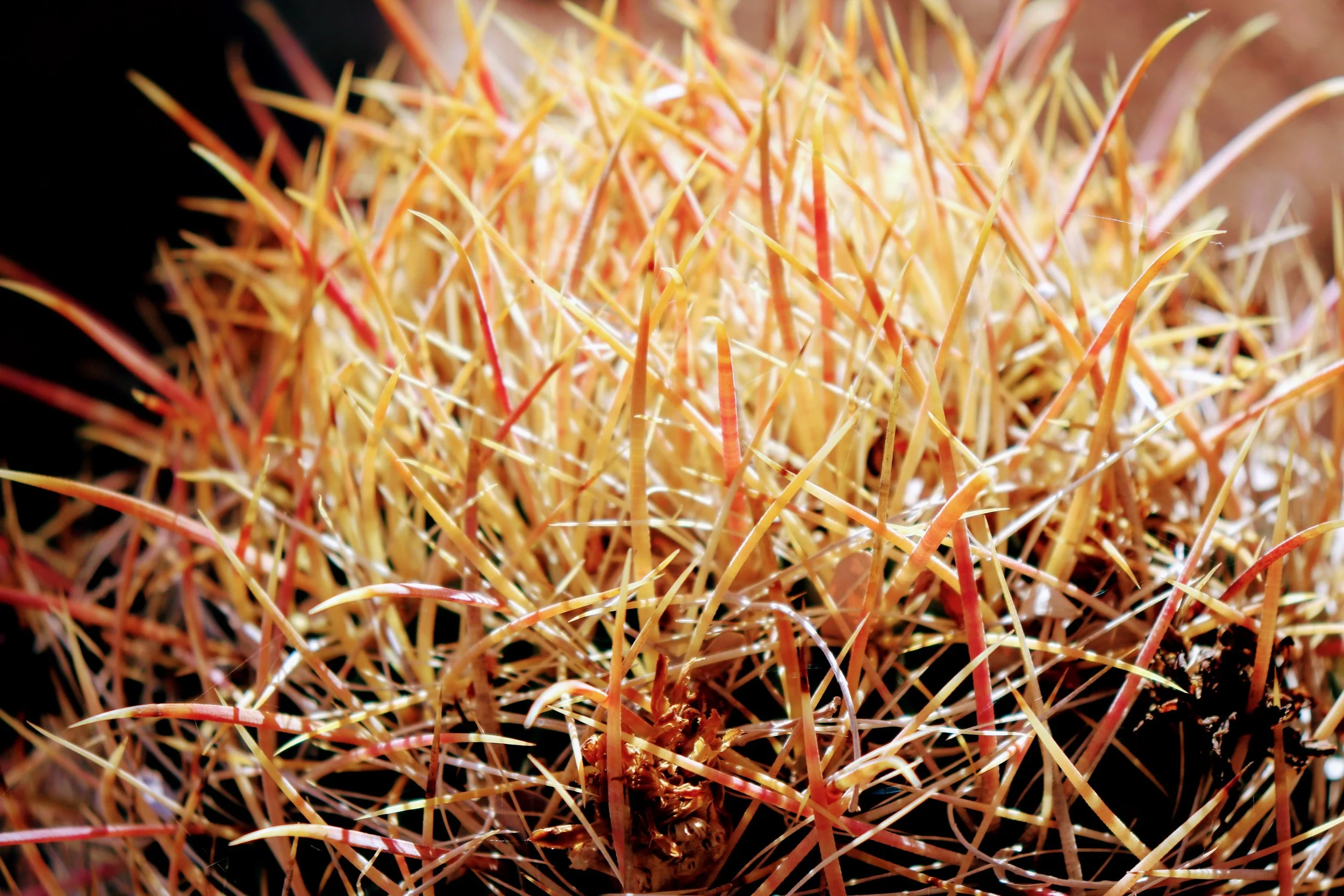 Desert Botanical Garden Phoenix Arizona by MychaelX.p6otos 021940.JPG