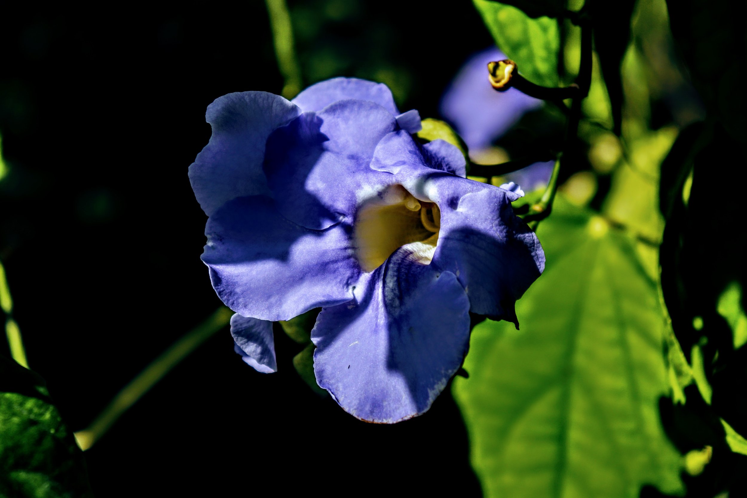 Tropical Botanic Garden by MychaelX.photos  103.JPG