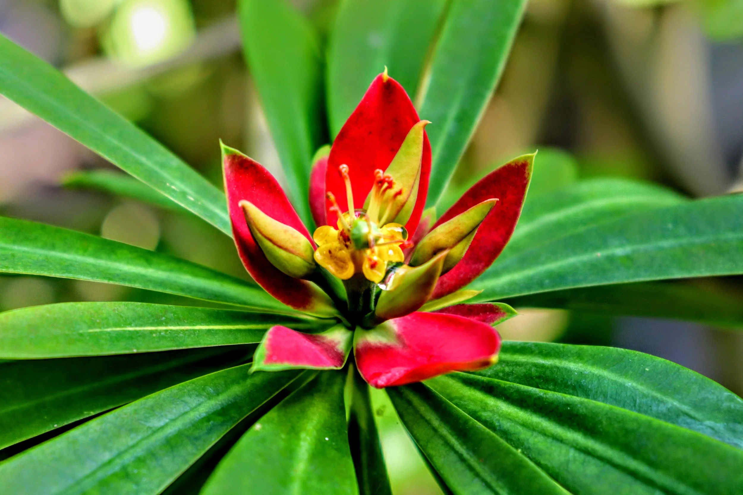 Tropical Botanic Garden by MychaelX.photos  108.JPG