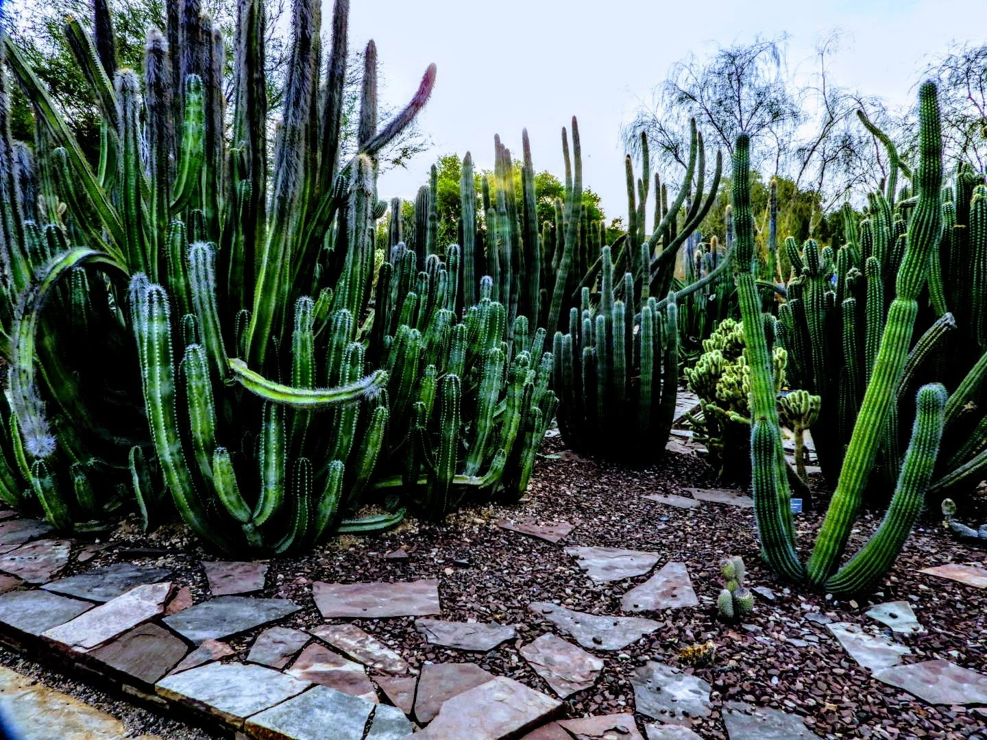 DESERT Botanical Garden by MychaelX.photos  0100052.JPG