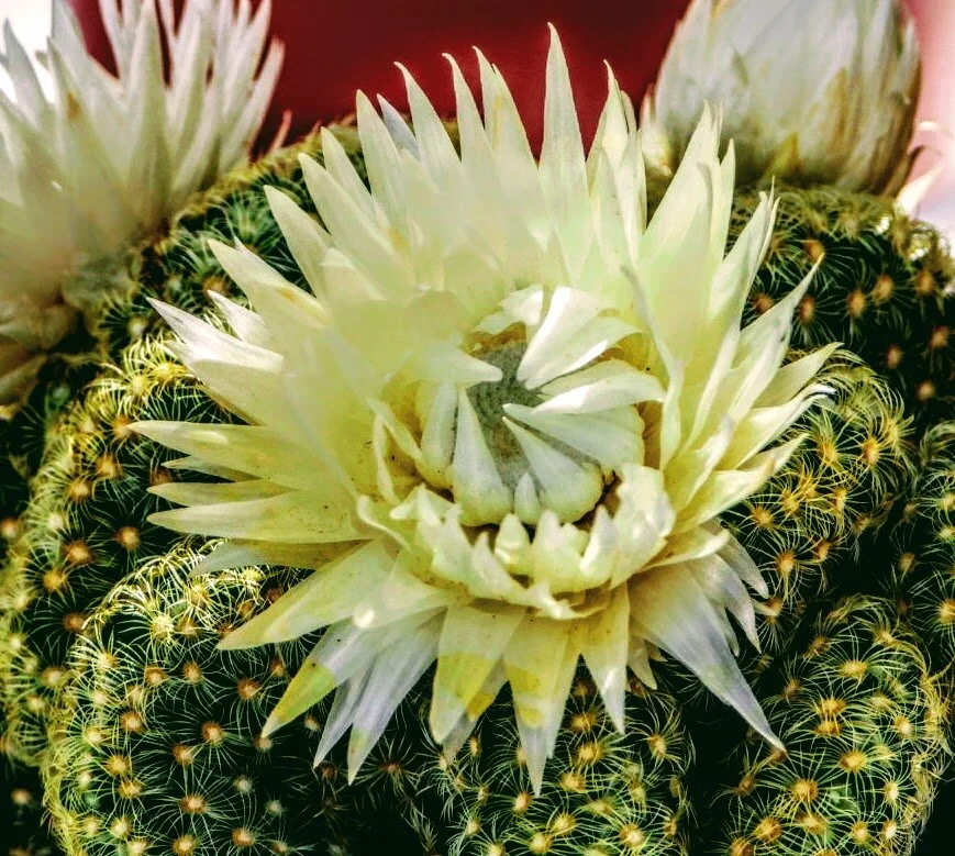 DESERT BOTANICAL GARDEN BY MYCHAELX.PHOTOS  010010.JPG