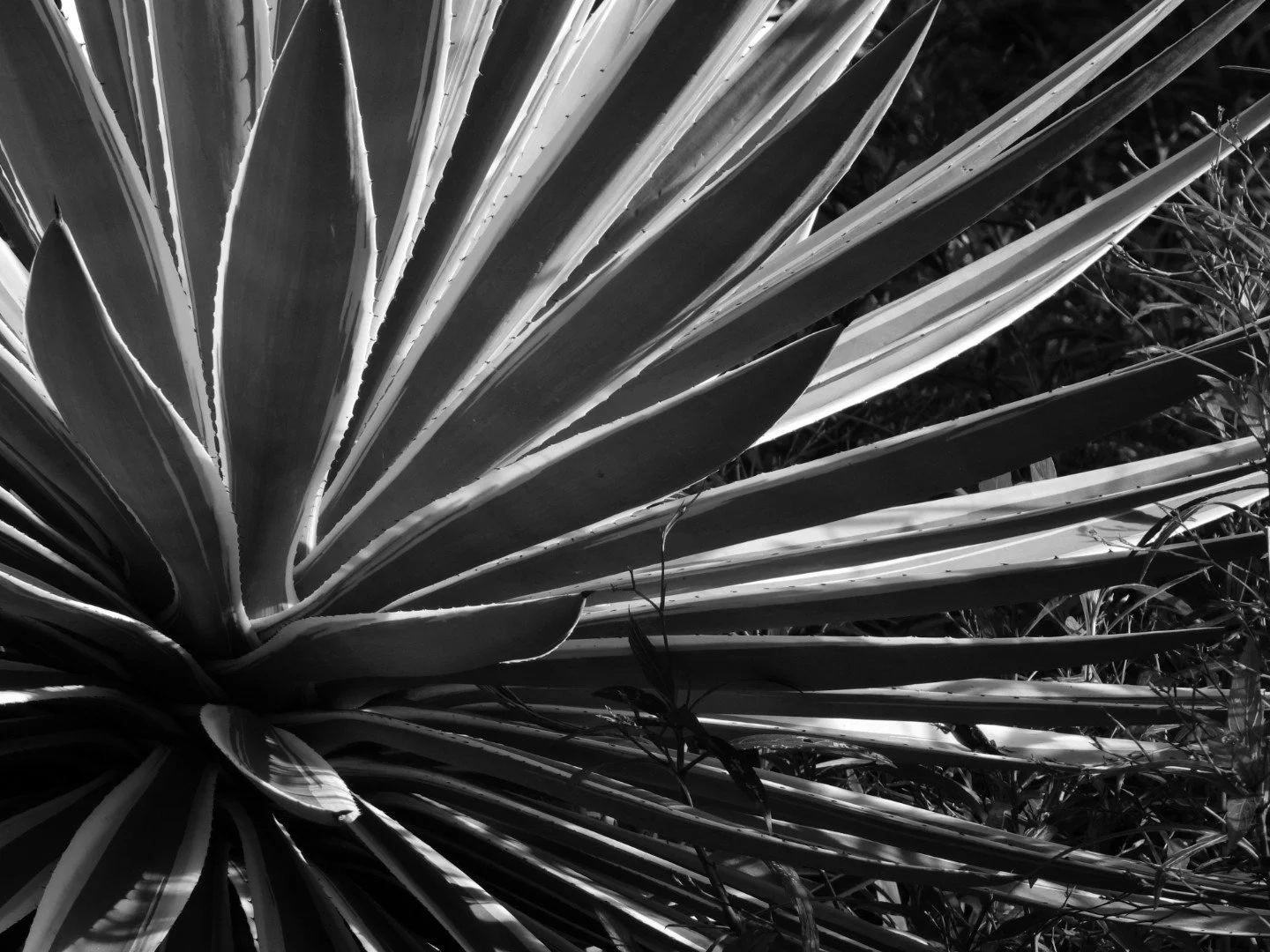 Botanical Garden in Black & White by MychaelX.photos 00036bw.JPG