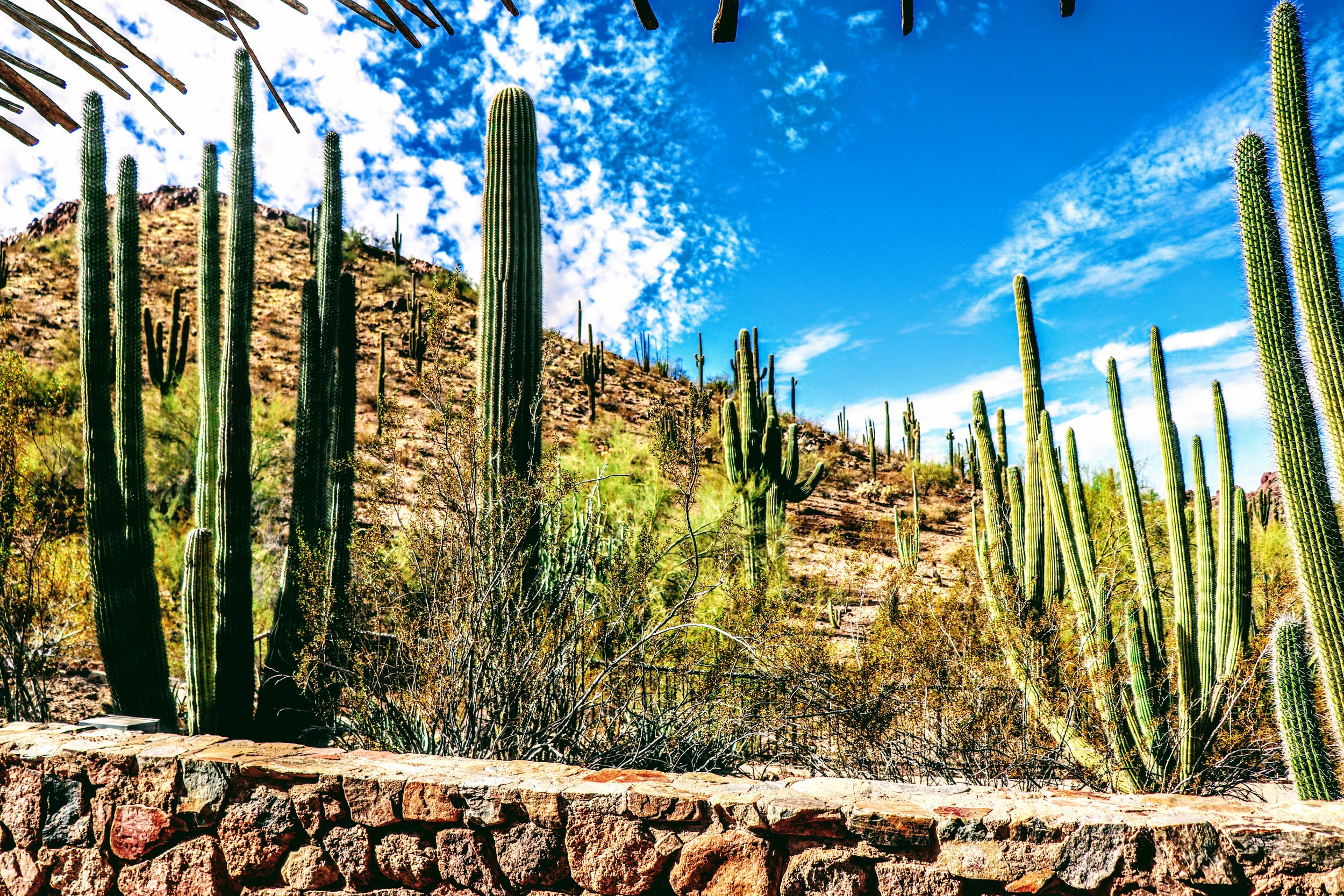 Desert Botanical Garden Phoenix Arizona by MychaelX.p6otos 0015070.JPG