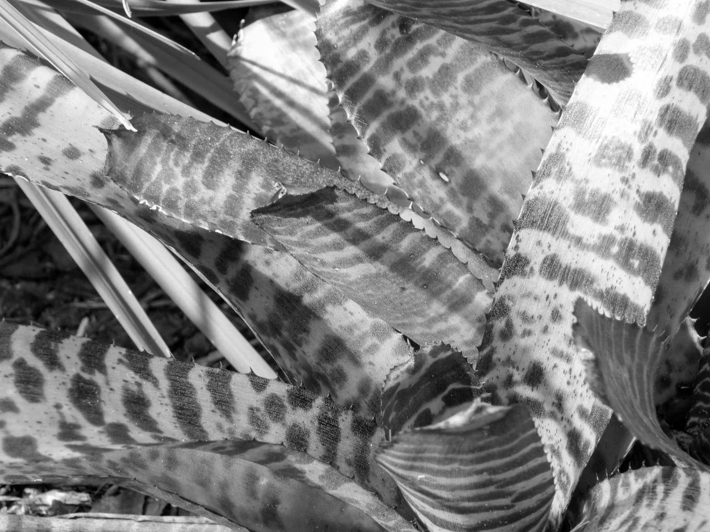 Botanical Garden in Black & White by MychaelX.photos 0086bw.JPG