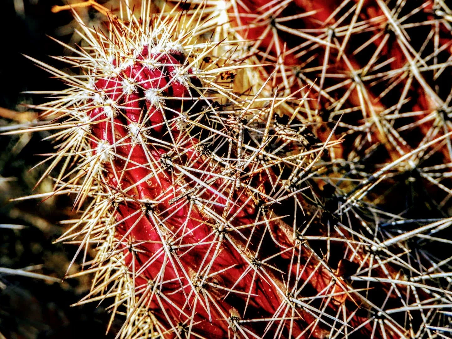 Desert Botanical Garden Phoenix Arizona by MychaelX.p6otos 0015090.JPG